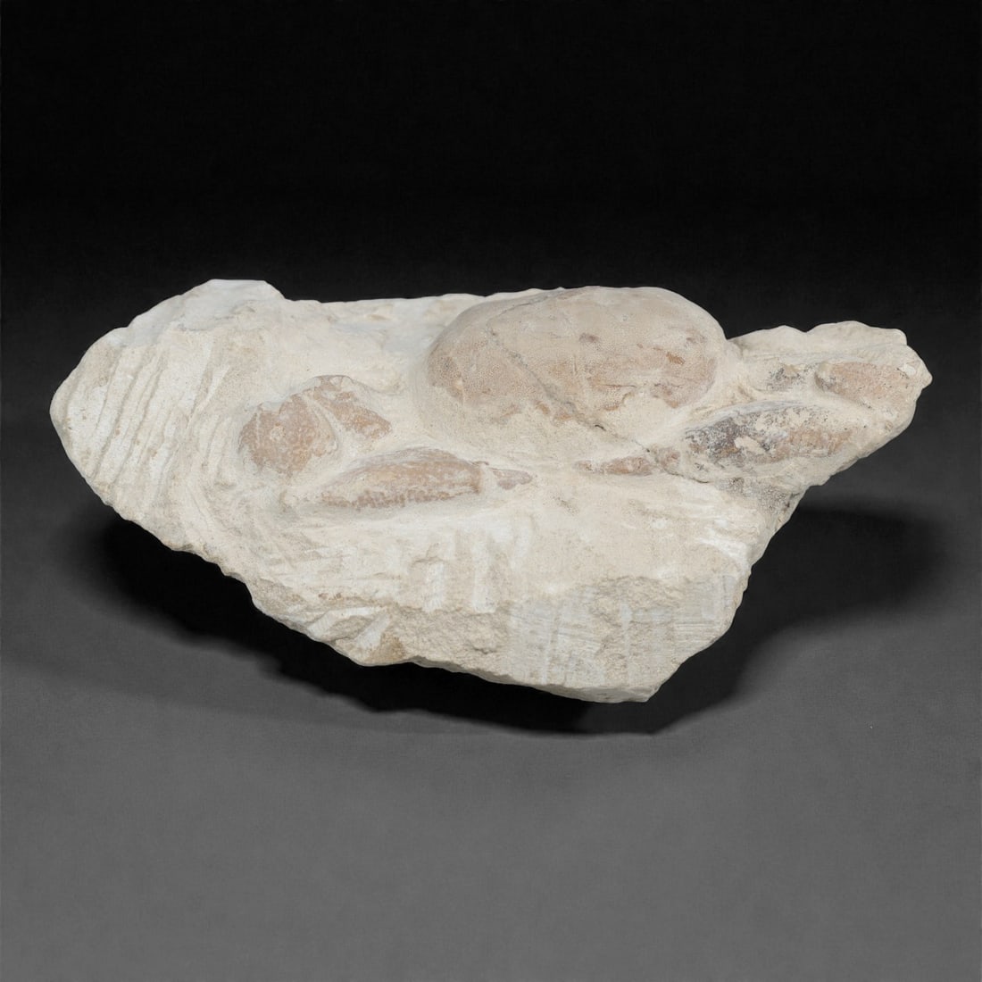 Prehistoric Stone Crab Fossil, Ancient Specimen, 13cm, 84D: Carved by geological processes, this specimen preserves the mineralized remains of a crab embedded within a consolidated sedimentary matrix. The form retains the domed carapace and partial appendages,