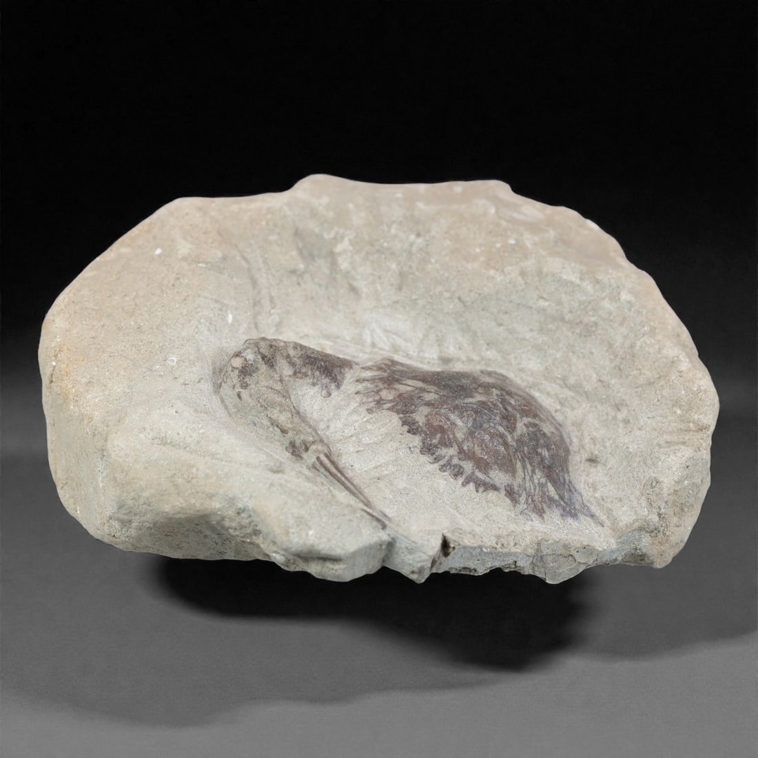 Prehistoric Stone Crab Fossil, Ancient Specimen, 12cm, 51D: Carved by geological processes, this specimen preserves the mineralized remains of a crab embedded within a consolidated sedimentary matrix. The form retains the domed carapace and partial appendages,