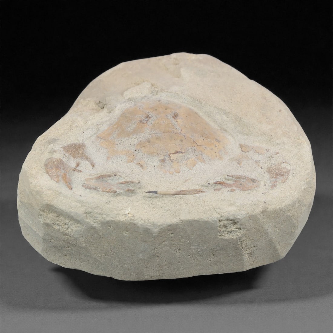 Prehistoric Stone Crab Fossil, Ancient Specimen, 11cm, 52D: Carved by geological processes, this specimen preserves the mineralized remains of a crab embedded within a consolidated sedimentary matrix. The form retains the domed carapace and partial appendages,