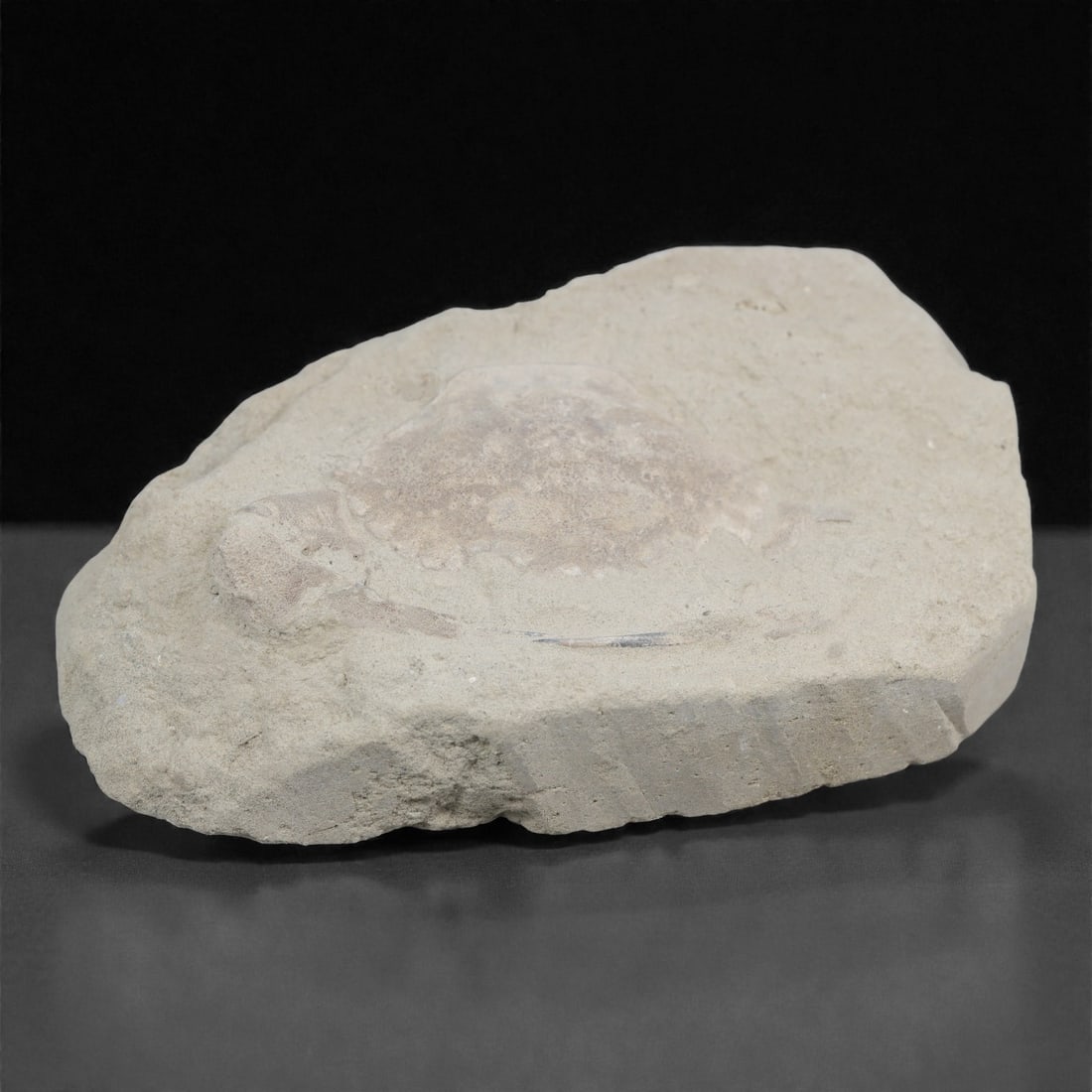 Prehistoric Stone Crab Fossil, Ancient Specimen, 11cm, 80D: Carved by geological processes, this specimen preserves the mineralized remains of a crab embedded within a consolidated sedimentary matrix. The form retains the domed carapace and partial appendages,