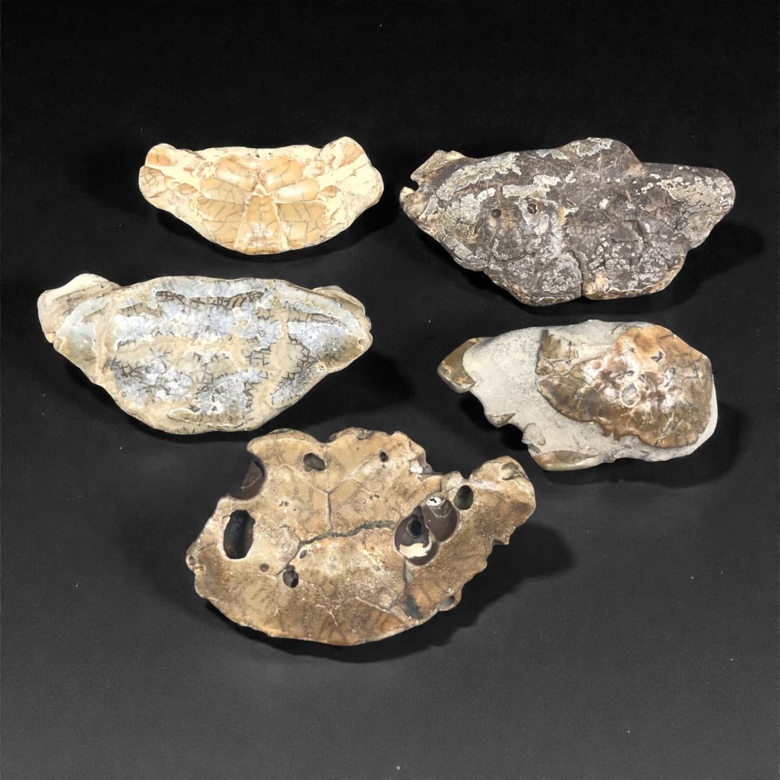 Prehistoric Stone Crab Fossils - Geological Marine Specimens, 99J (1 of 1)