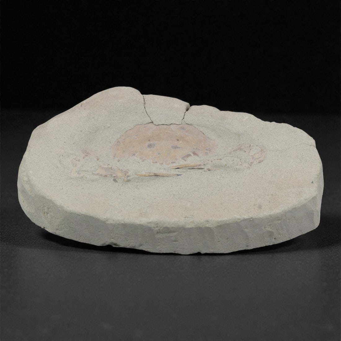 Prehistoric Stone Crab Fossil, Ancient Specimen, 12cm, 57D: Carved by geological processes, this specimen preserves the mineralized remains of a crab embedded within a consolidated sedimentary matrix. The form retains the domed carapace and partial appendages,
