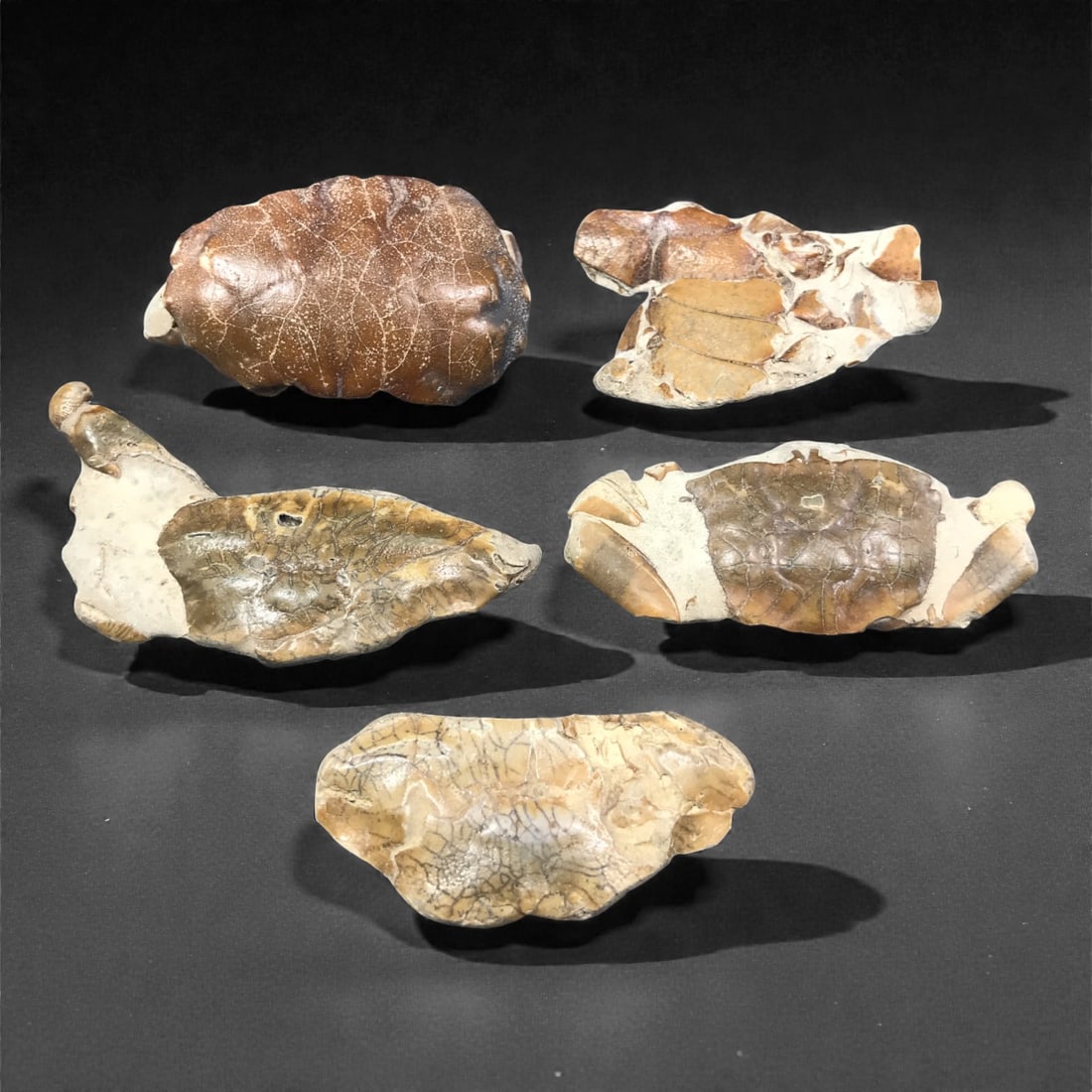Prehistoric Stone Crab Fossils - Natural Geological Specimens, 100J: These five naturally occurring fossil specimens preserve portions of small prehistoric crabs, each formed through mineral replacement within compact sedimentary matrix. The pieces display carapace seg