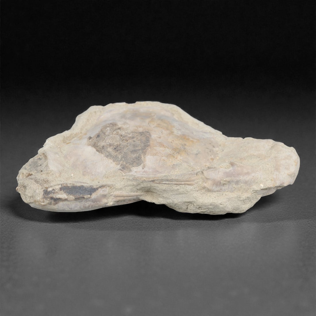 Prehistoric Stone Crab Fossil, Ancient Specimen, 15cm, 88D: Carved by geological processes, this specimen preserves the mineralized remains of a crab embedded within a consolidated sedimentary matrix. The form retains the domed carapace and partial appendages,