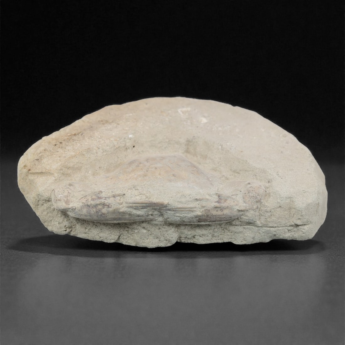 Prehistoric Stone Crab Fossil, Ancient Specimen, 13.5cm, 69D: Carved by geological processes, this specimen preserves the mineralized remains of a crab embedded within a consolidated sedimentary matrix. The form retains the domed carapace and partial appendages,