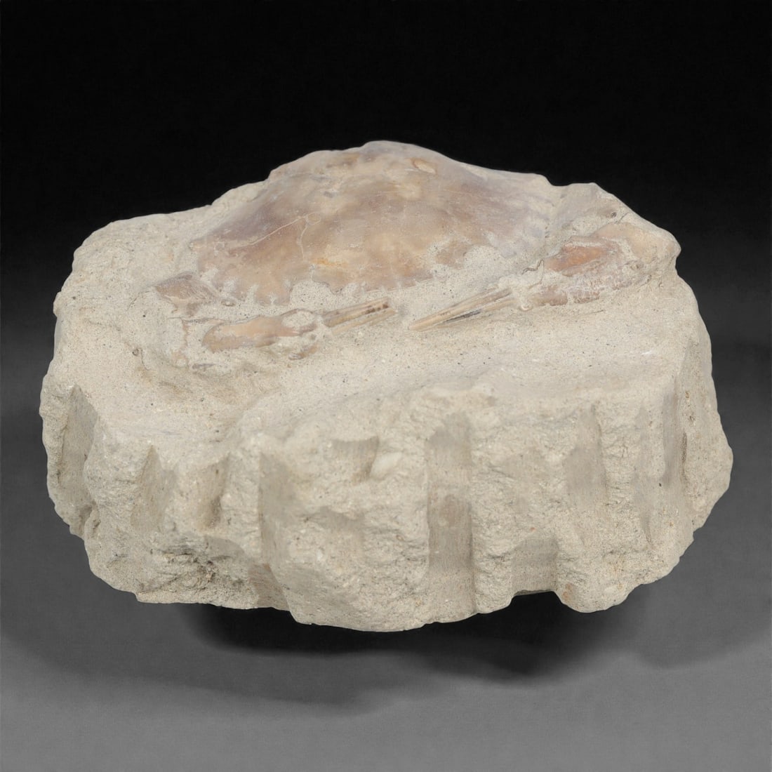 Prehistoric Stone Crab Fossil, Ancient Specimen, 9cm, 79D: Carved by geological processes, this specimen preserves the mineralized remains of a crab embedded within a consolidated sedimentary matrix. The form retains the domed carapace and partial appendages,
