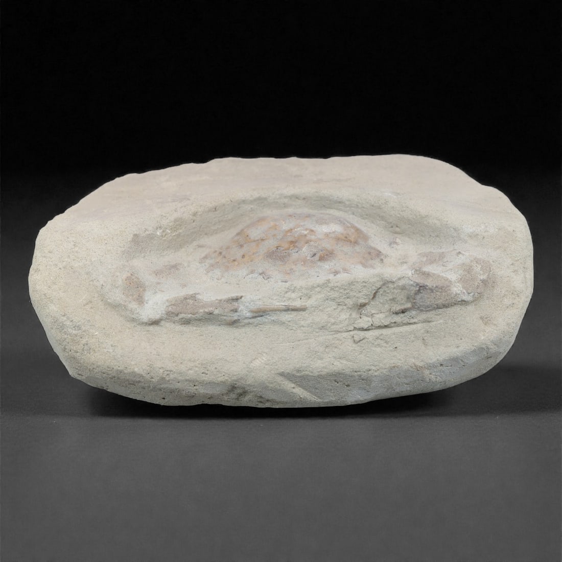 Prehistoric Stone Crab Fossil, Ancient Specimen, 14.3cm, 67D: Carved by geological processes, this specimen preserves the mineralized remains of a crab embedded within a consolidated sedimentary matrix. The form retains the domed carapace and partial appendages,