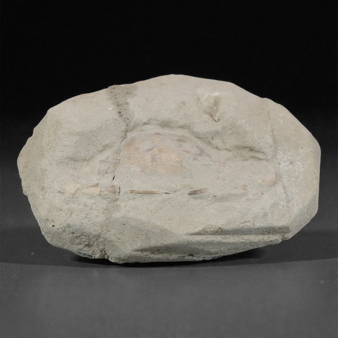 Prehistoric Stone Crab Fossil, Ancient Specimen, 11cm, 53D: Carved by geological processes, this specimen preserves the mineralized remains of a crab embedded within a consolidated sedimentary matrix. The form retains the domed carapace and partial appendages,