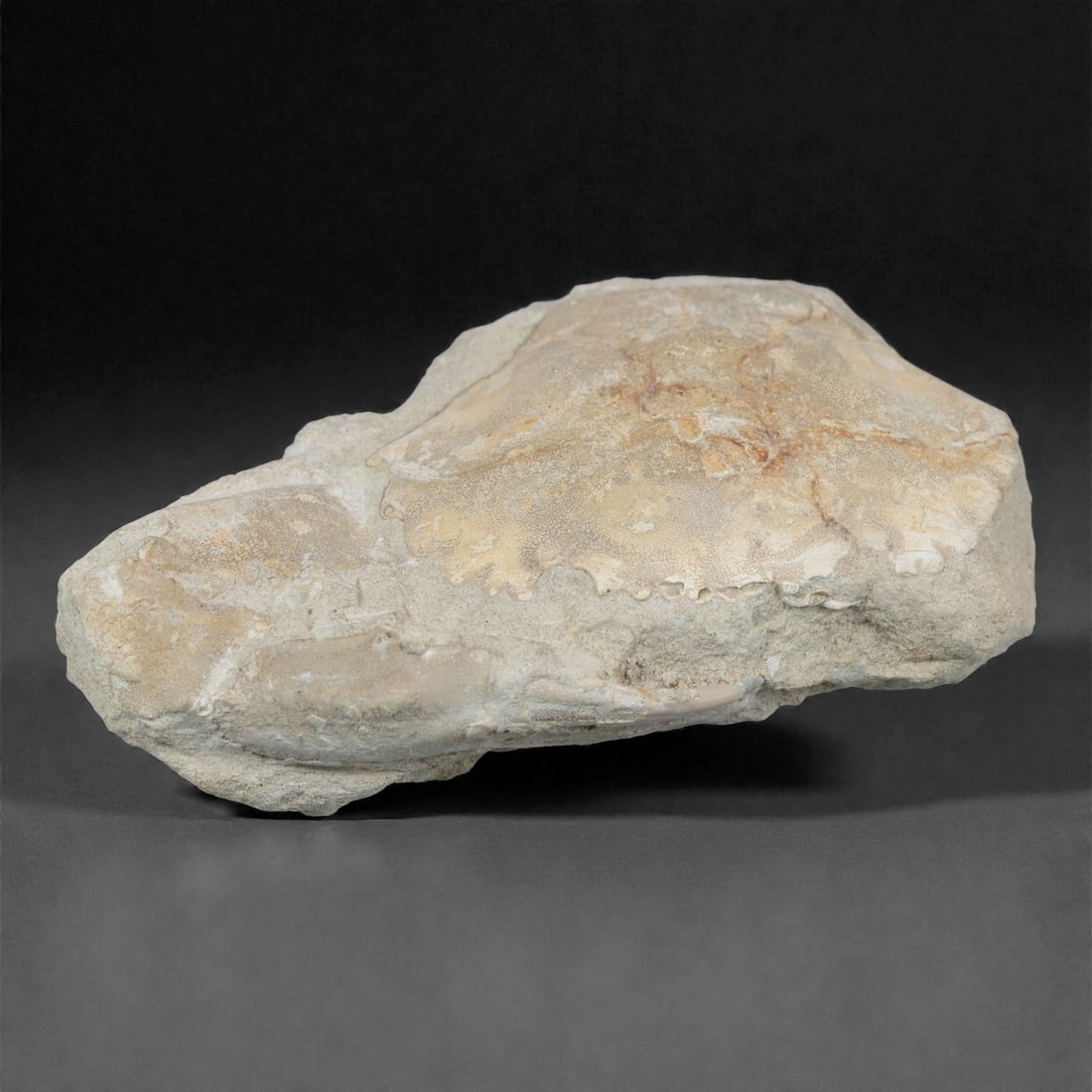Prehistoric Stone Crab Fossil, Ancient Specimen, 10cm, 55D: Carved by geological processes, this specimen preserves the mineralized remains of a crab embedded within a consolidated sedimentary matrix. The form retains the domed carapace and partial appendages,