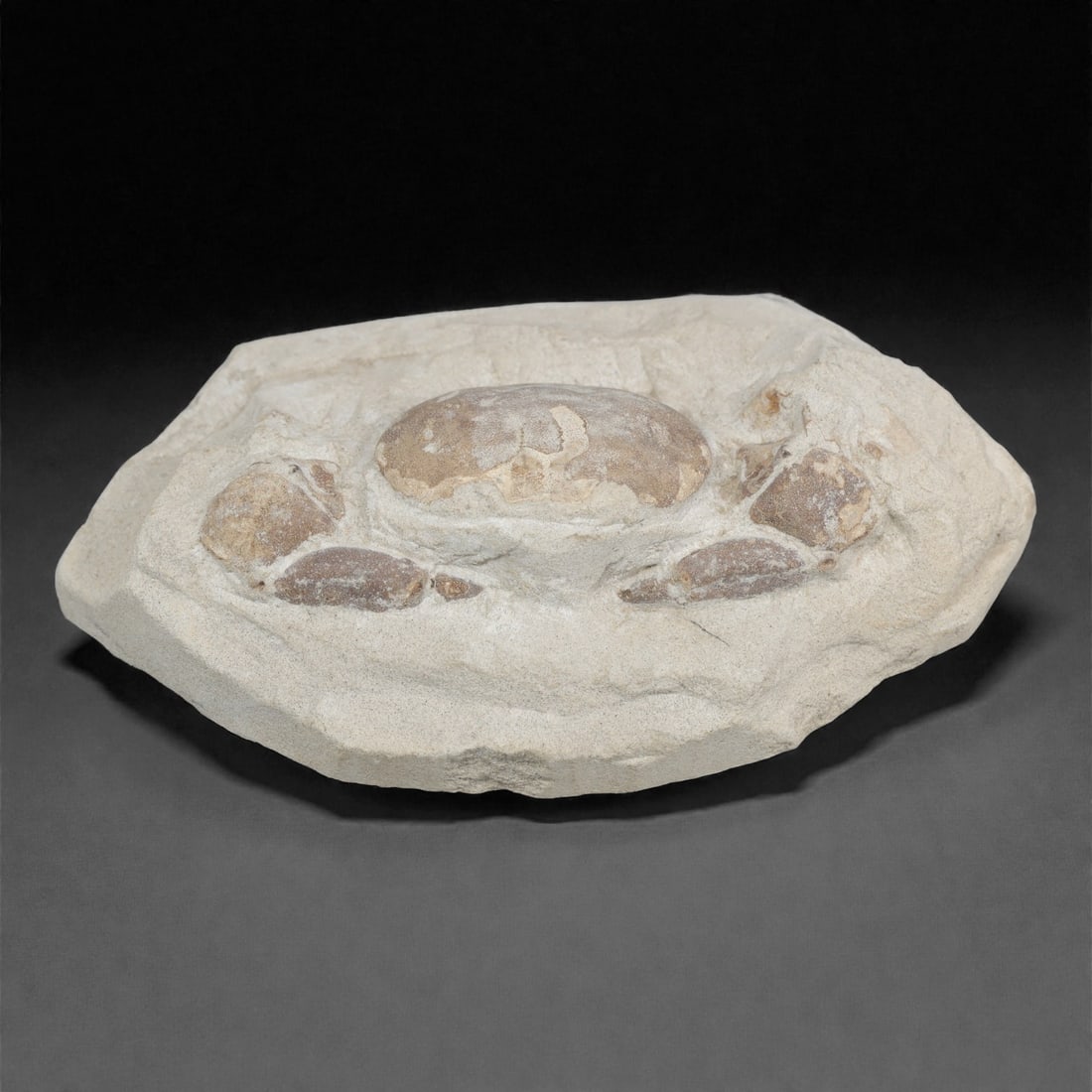 Prehistoric Stone Crab Fossil, Ancient Specimen, 12cm, 89D: Carved by geological processes, this specimen preserves the mineralized remains of a crab embedded within a consolidated sedimentary matrix. The form retains the domed carapace and partial appendages,