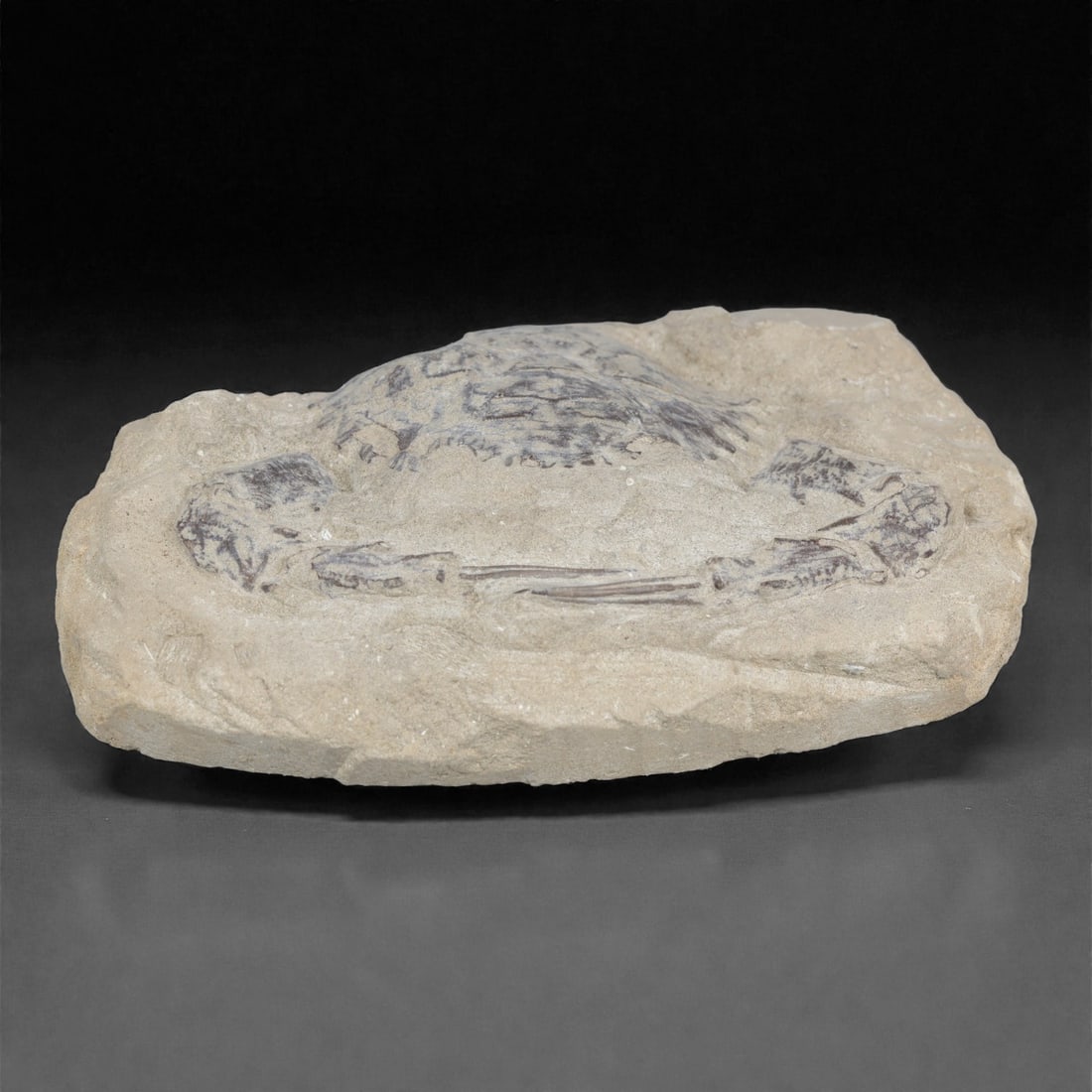 Prehistoric Stone Crab Fossil, Ancient Specimen, 14.3cm, 76D: Carved by geological processes, this specimen preserves the mineralized remains of a crab embedded within a consolidated sedimentary matrix. The form retains the domed carapace and partial appendages,