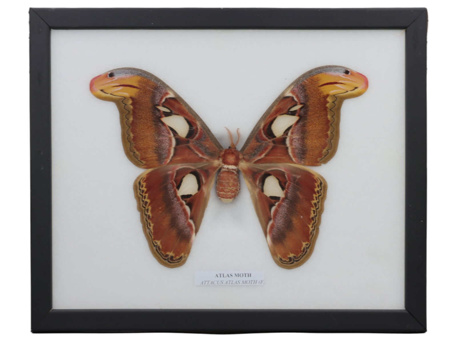 A Framed Mounted Female Atlas Moth Butterfly Specimen, 7FL (1 of 1)