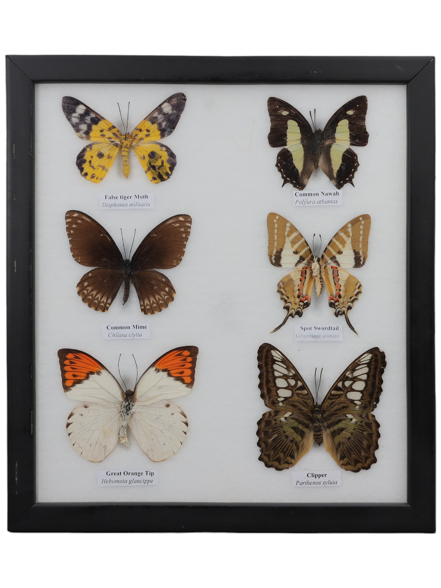 A Framed Hexuple Mounted Butterfly Insect Specimen, 42ZG (1 of 1)