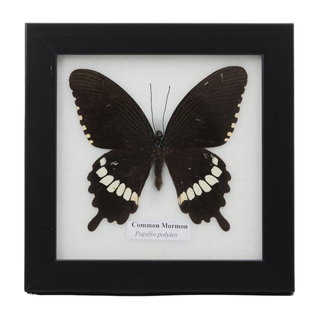A Framed Mounted Common Mormon Butterfly Specimen, 15FL (1 of 1)