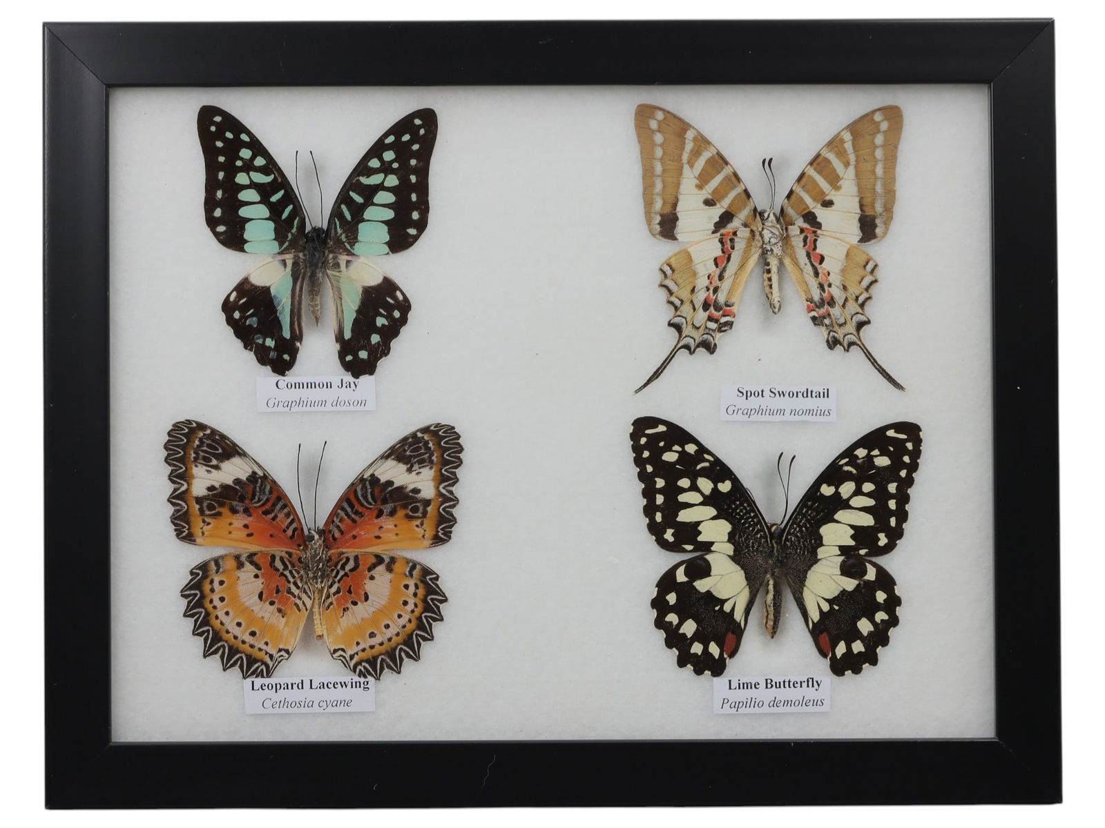 A Framed Quadruple Mounted Butterfly Specimen, 44ZG (1 of 1)
