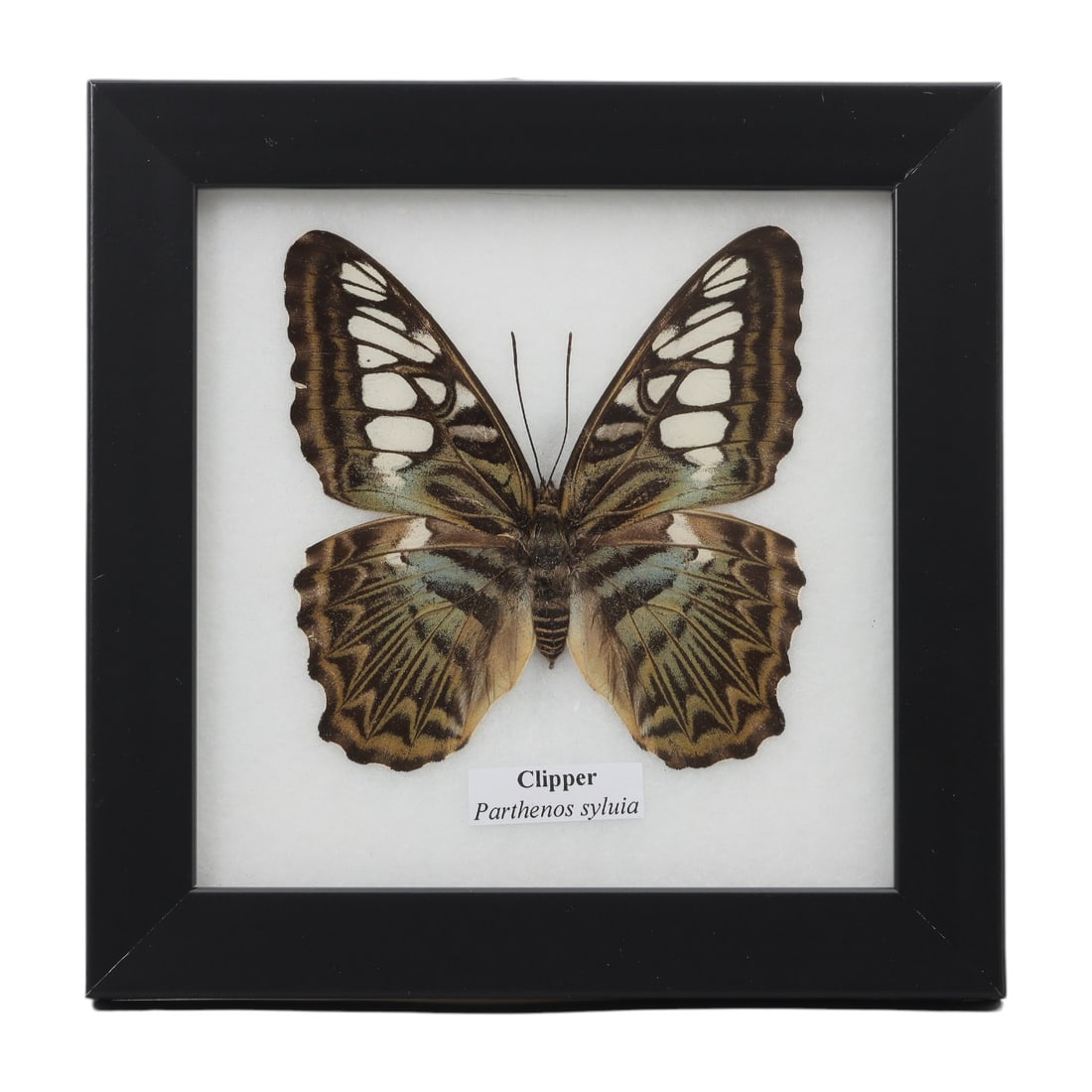 A Framed Mounted Clipper Butterfly Specimen, 16FL (1 of 1)