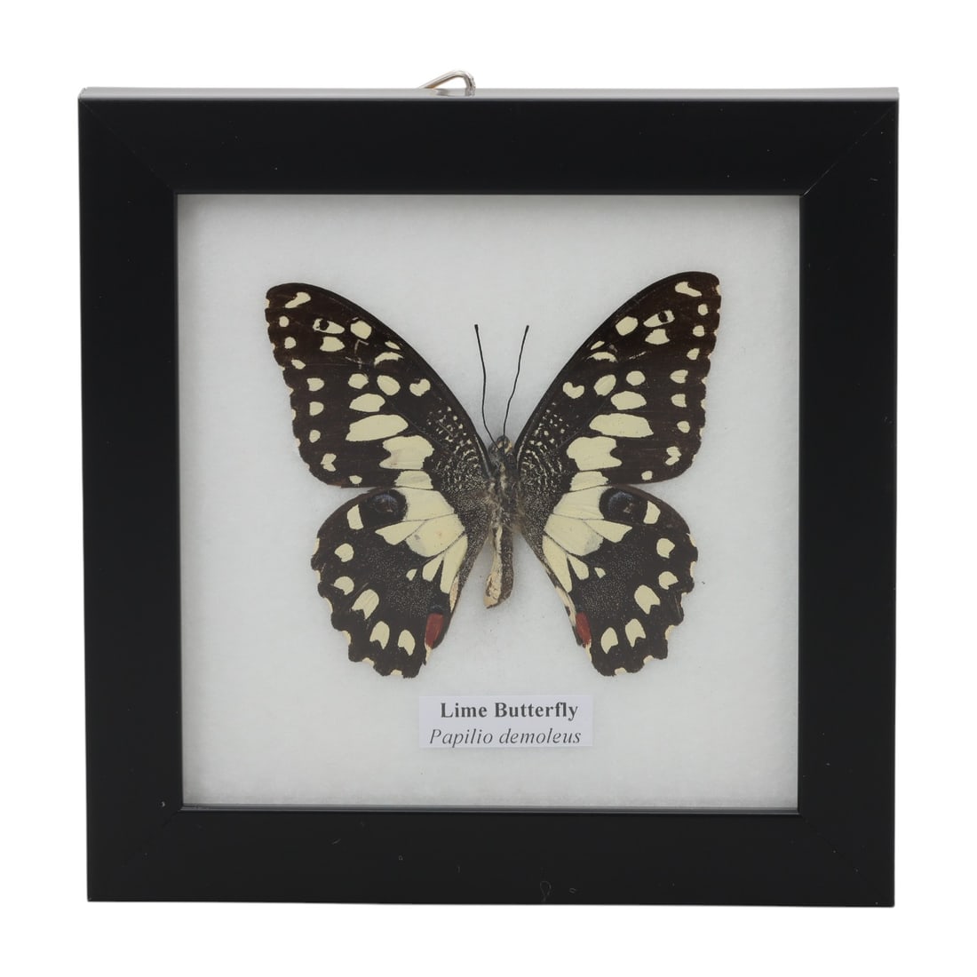 A Framed Mounted Lime Butterfly Specimen, 50ZG: The specimen consists of a preserved adult Papilio demoleus butterfly, mounted under glass within a black wooden frame. The butterfly displays its characteristic dark brown wings, patterned with bold