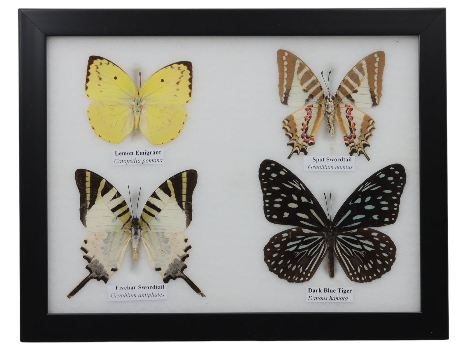 A Framed Quadruple Mounted Butterfly Specimen, 46ZG (1 of 1)