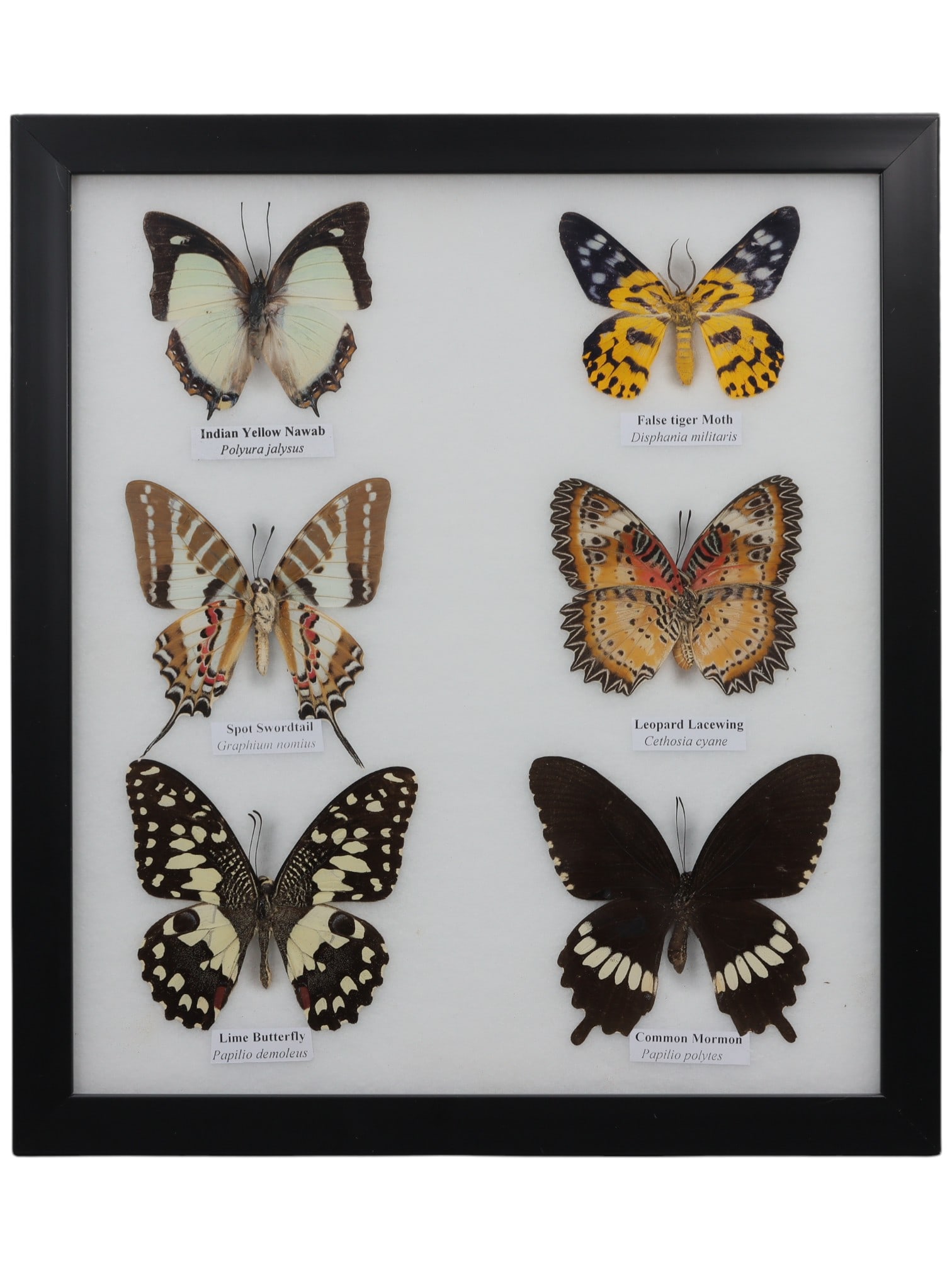 A Framed Hexuple Mounted Butterfly Insect Specimen, 5FL (1 of 1)