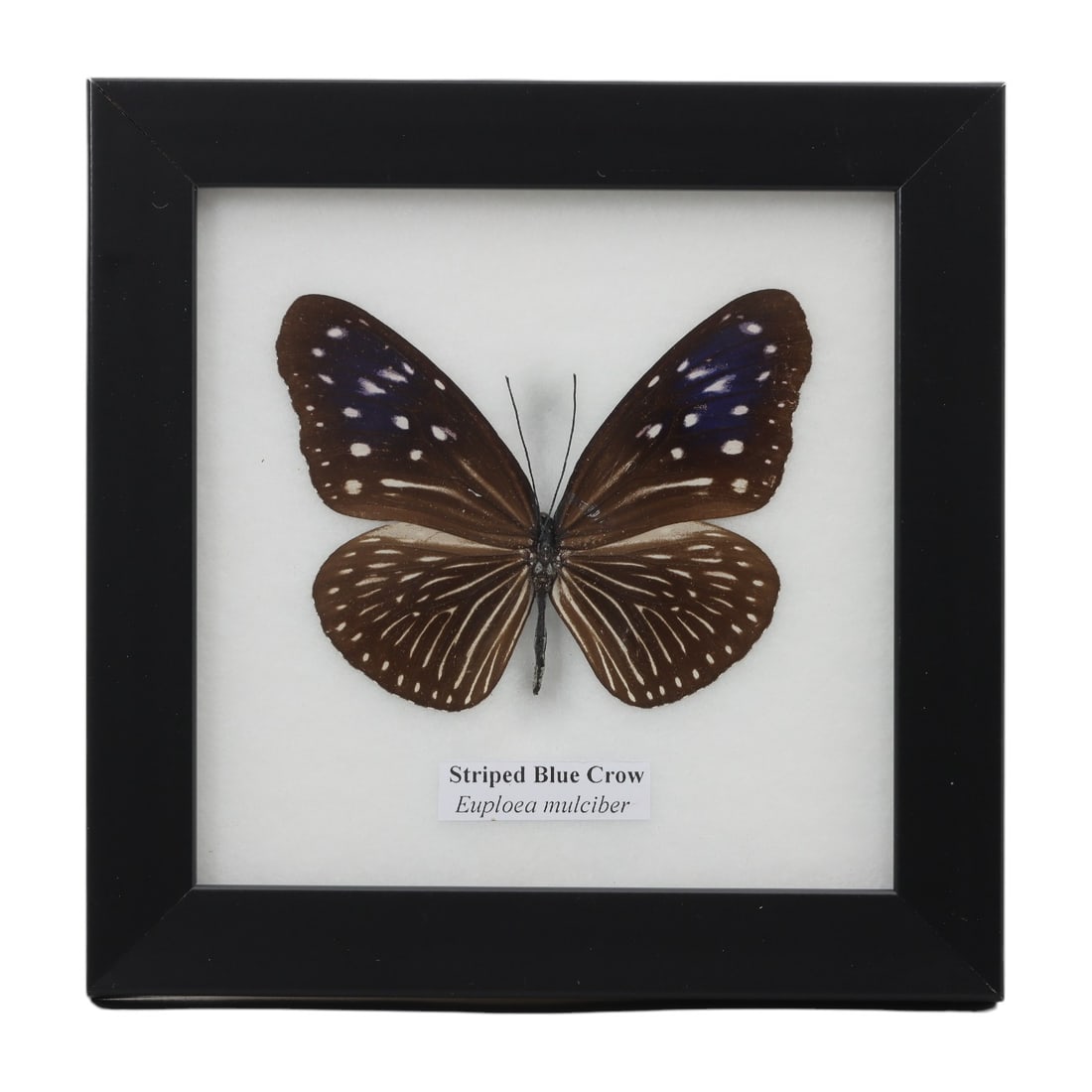 A Framed Mounted Striped Blue Crow Butterfly Specimen, 19FL: The specimen consists of a preserved adult Euploea mulciber butterfly, mounted under glass within a black wooden frame. The butterfly displays its characteristic dark brown wings, with the forewings f