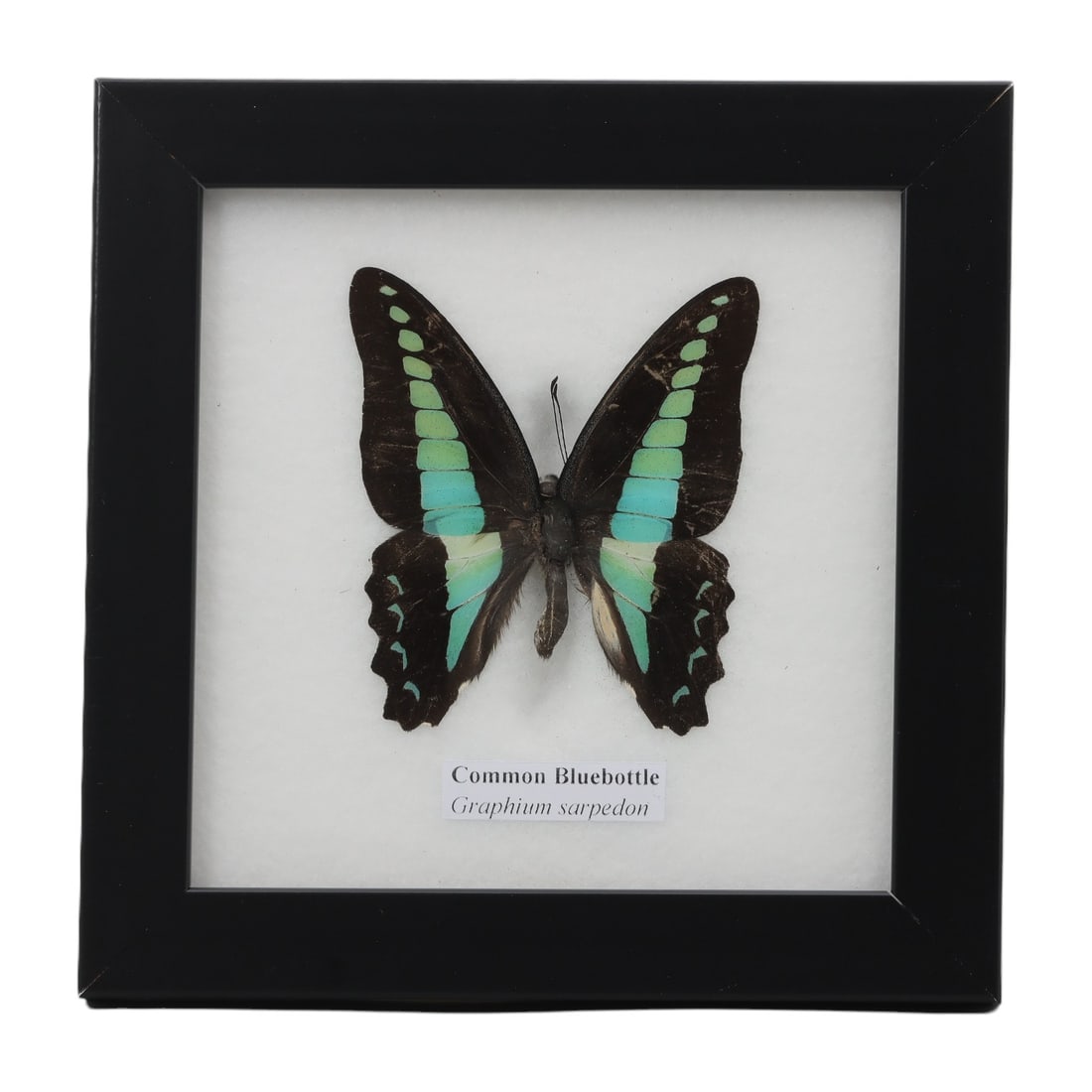 A Framed Mounted Common Bluebottle Butterfly Specimen, 55ZG: The specimen consists of a preserved adult Graphium sarpedon butterfly, mounted under glass within a black wooden frame. The butterfly displays its characteristic dark brown wings, marked with broad,