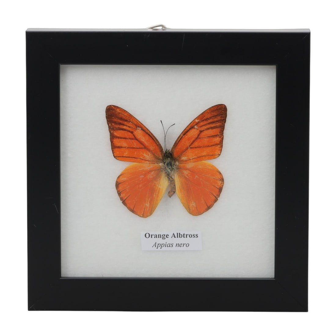 A Framed Mounted Orange Albatross Butterfly Specimen, 51ZG: The specimen consists of a preserved adult Appias nero butterfly, mounted under glass within a black wooden frame. The butterfly exhibits its distinctive bright orange wings, with the forewings featur
