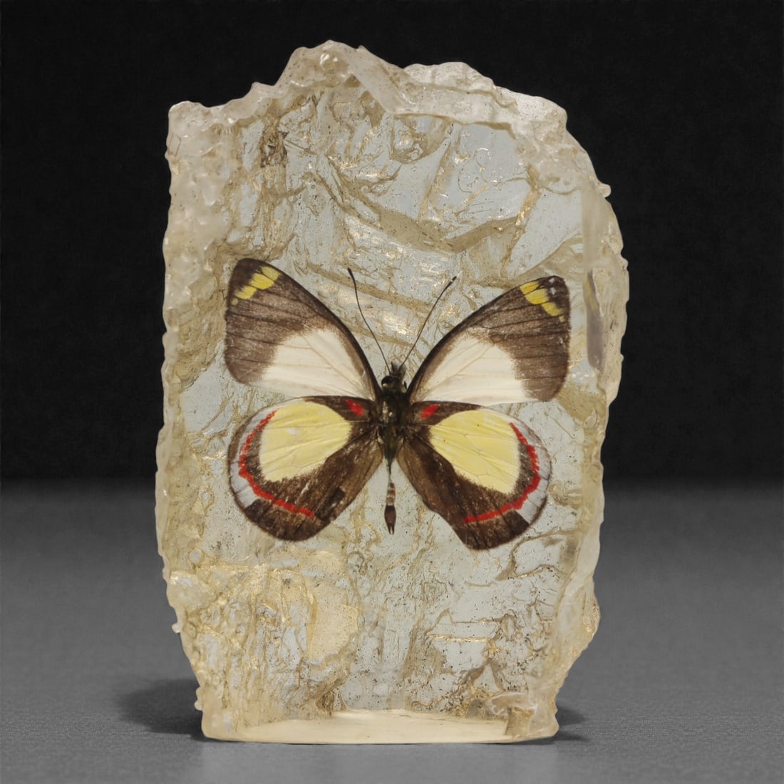 A Modern Resin-Encased Butterfly Specimen Decoration, 57ZG: Composed of a preserved butterfly specimen embedded in clear, polished resin with a rough, naturalistic rock-like profile. The butterfly displays striking bicolor wings: the upper sections are dark br