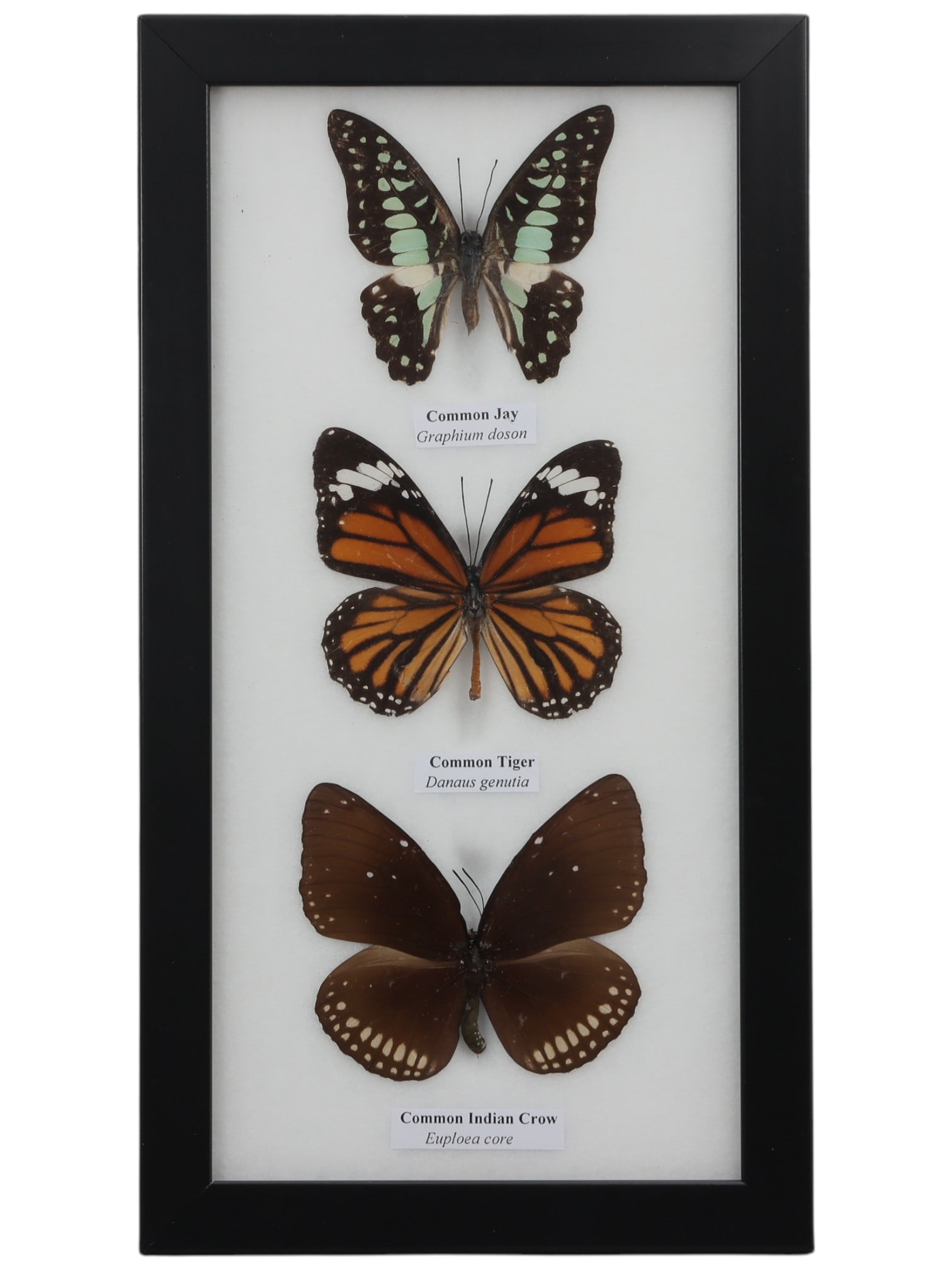 A Framed Triple Mounted Common Jay, Common Tiger and Common Indian Crow Butterfly Specimen, 9FL (1 of 1)