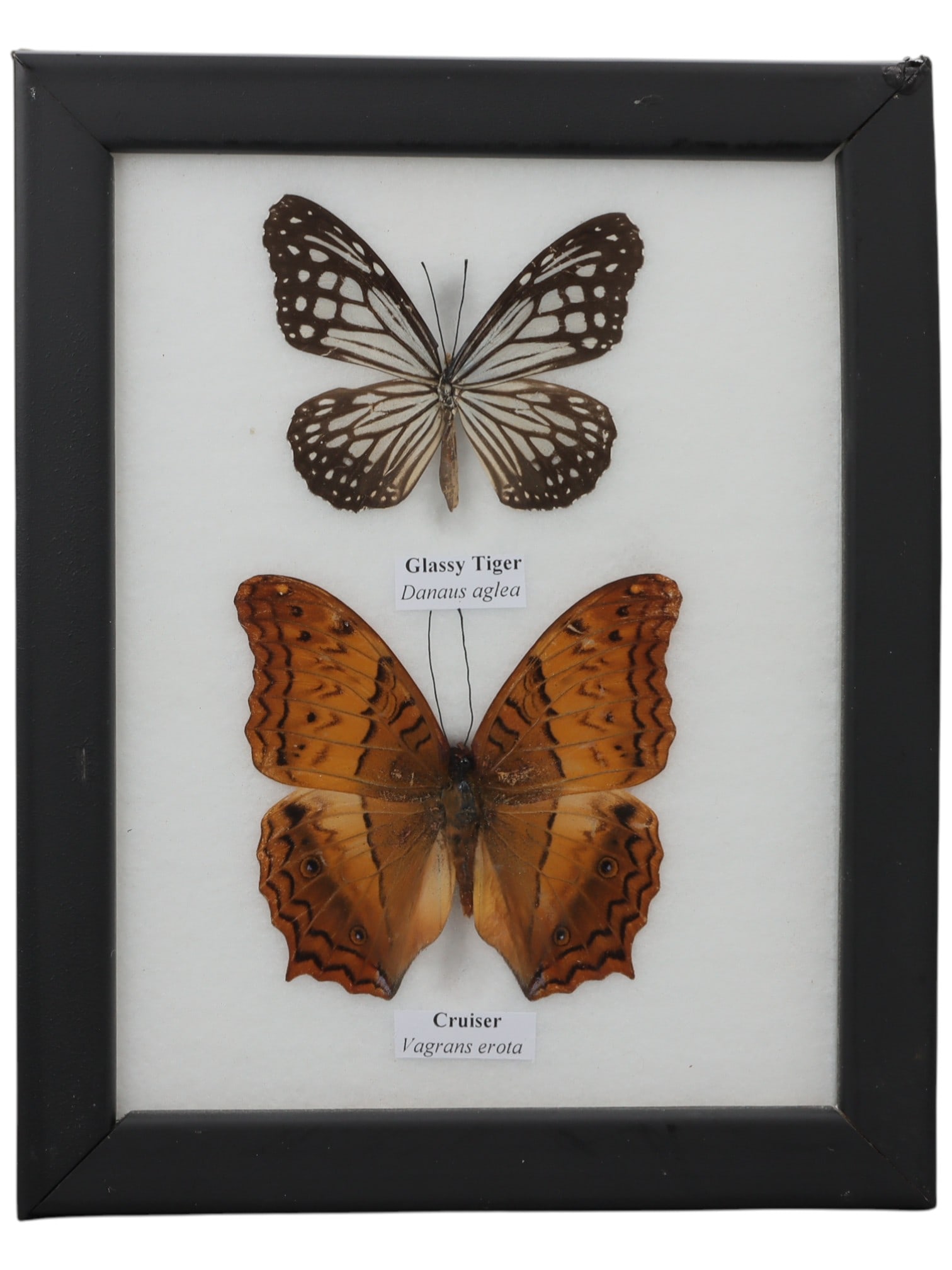 A Framed Double Mounted Glassy Tiger and Cruiser Butterfly Specimen, 20FL (1 of 1)