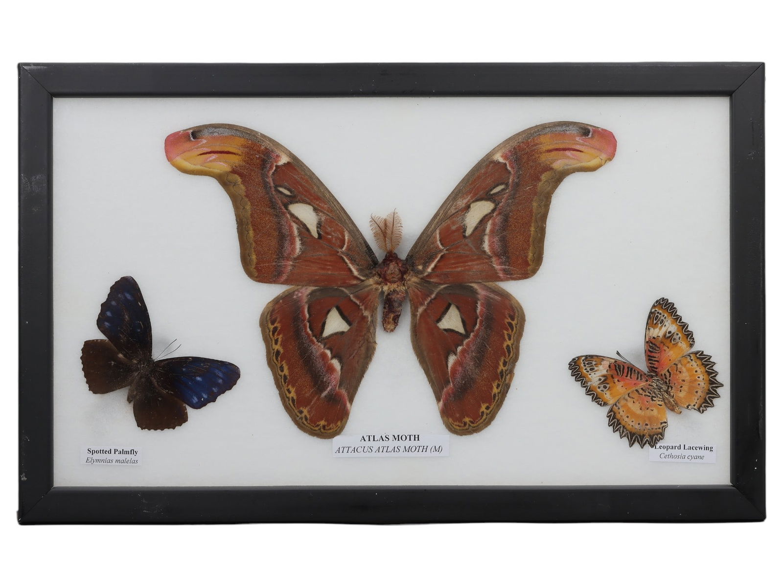 A Framed Triple Mounted Butterfly Insect Specimen, 8FL (1 of 1)