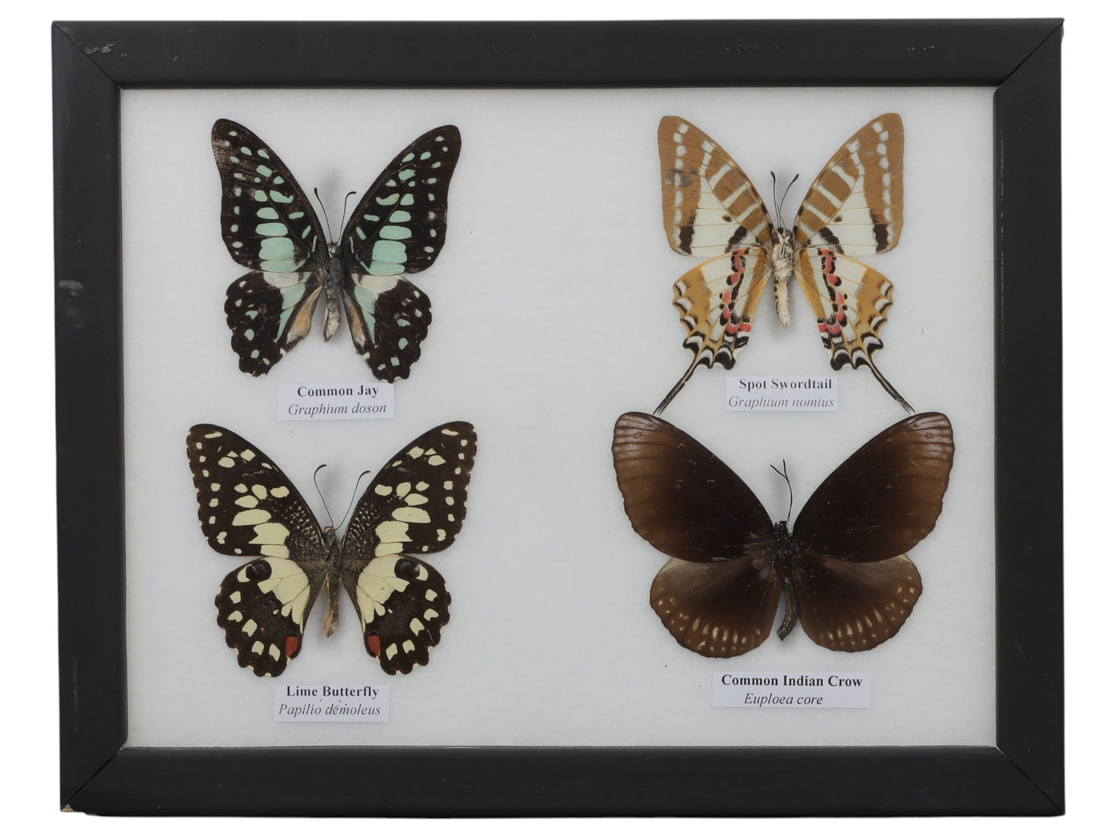 A Framed Quadruple Mounted Butterfly Specimen, 10FL (1 of 1)