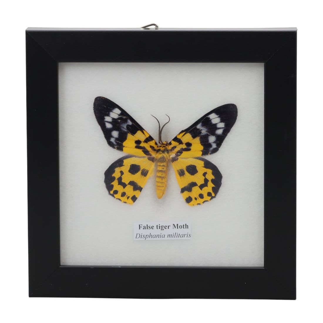 A Framed Mounted False Tiger Moth Specimen, 49ZG: The specimen consists of a preserved adult Disphania militaris moth, mounted under glass within a black wooden frame. The moth exhibits its distinctive bold pattern: the forewings are black with large