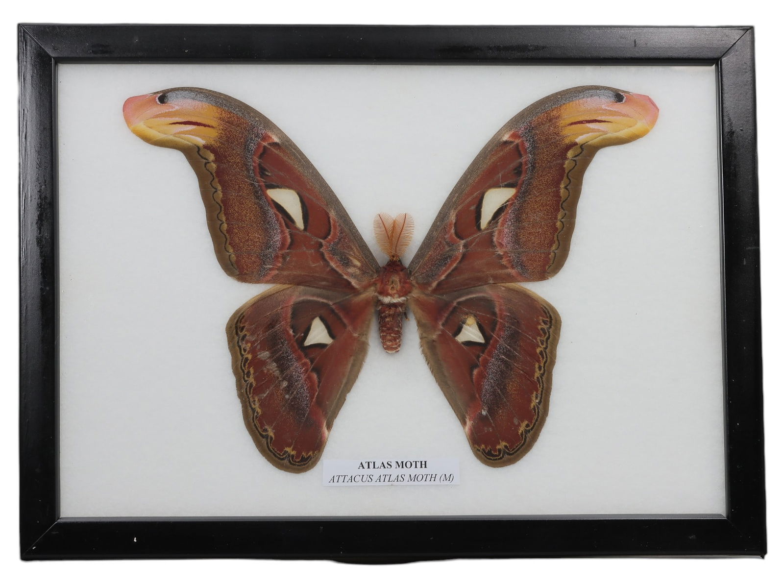 A Framed Mounted Butterfly Atlas Moth Specimen, 43ZG: The specimen consists of a preserved adult male Attacus atlas (Atlas Moth), mounted under glass within a black wooden frame. It displays its characteristic large, rich reddish-brown wings with cream-c