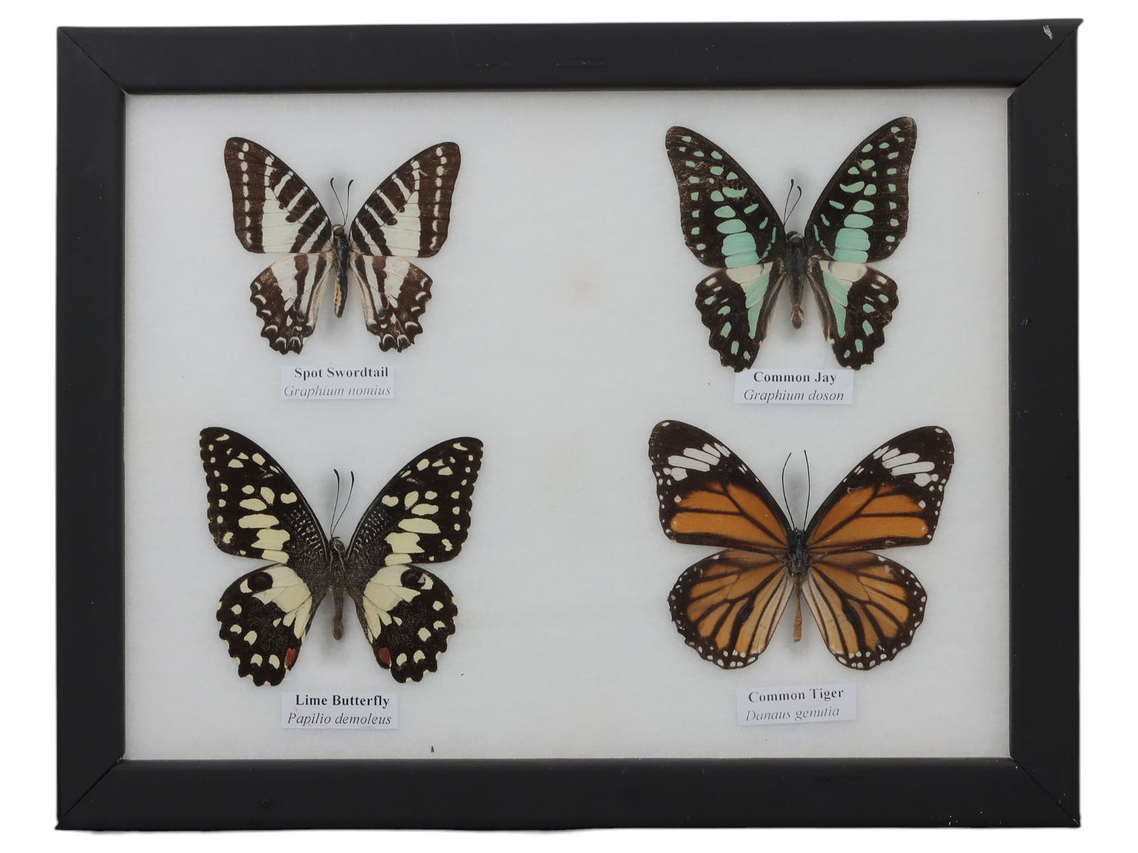 A Framed Quadruple Mounted Butterfly Specimen, 45ZG: The specimen consists of four preserved adult butterflies, Graphium nomius (Spot Swordtail), Graphium doson (Common Jay), Papilio demoleus (Lime Butterfly), and Danaus genutia (Common Tiger), mounted