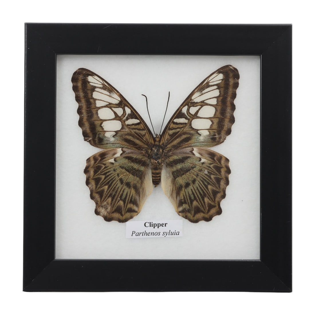 A Framed Mounted Clipper Butterfly Specimen, 18FL: The specimen consists of a preserved adult Parthenos sylvia butterfly, mounted under glass within a black wooden frame. The butterfly displays its characteristic wing pattern: forewings are olive-brow