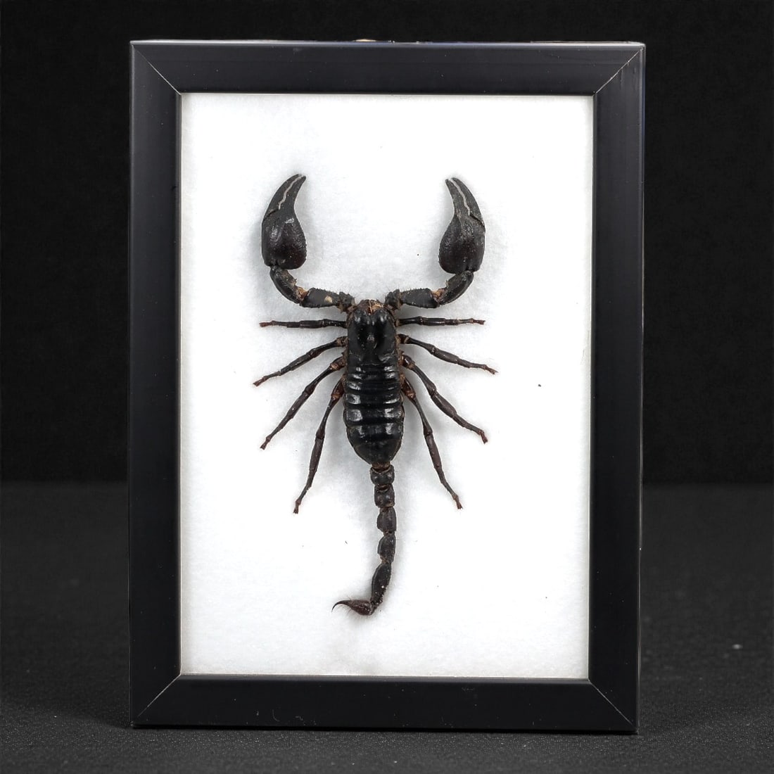 A Natural History Mounted Scorpion Specimen Frame, 77FJ (1 of 2)