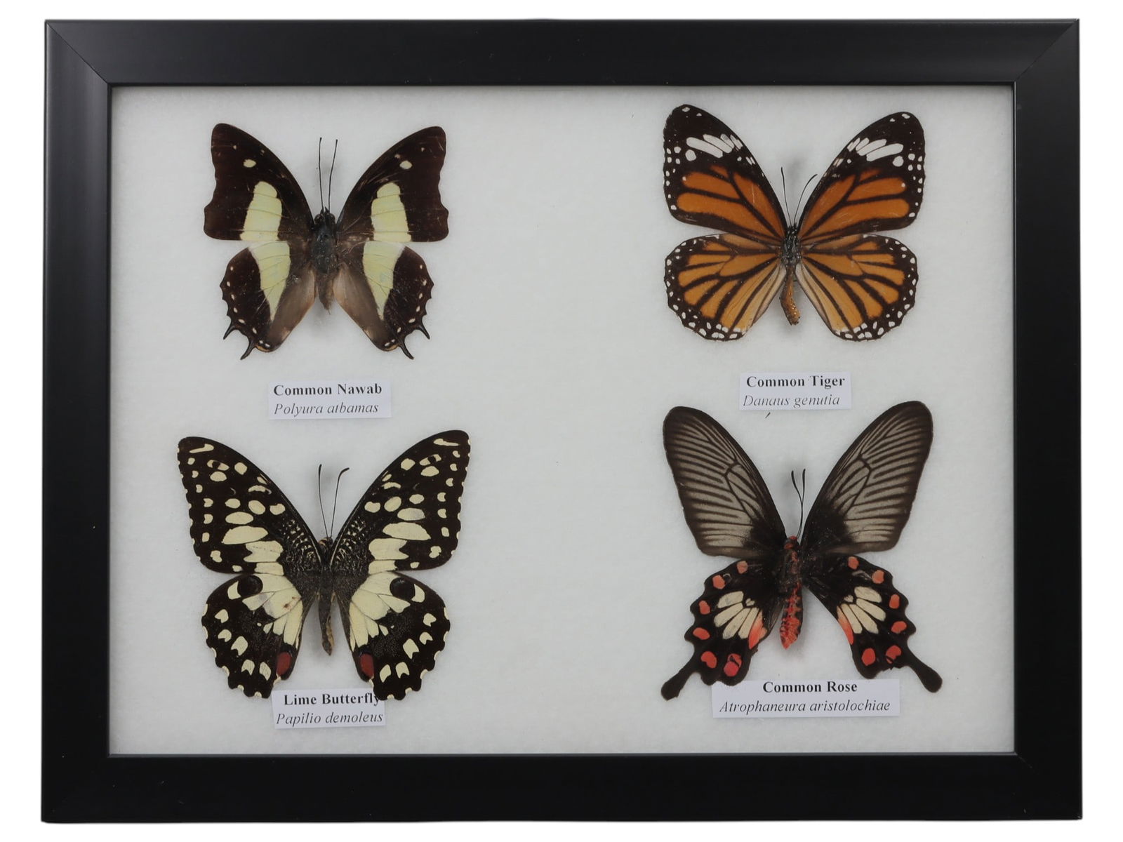 A Framed Quadruple Mounted Butterfly Specimen, 11FL (1 of 1)