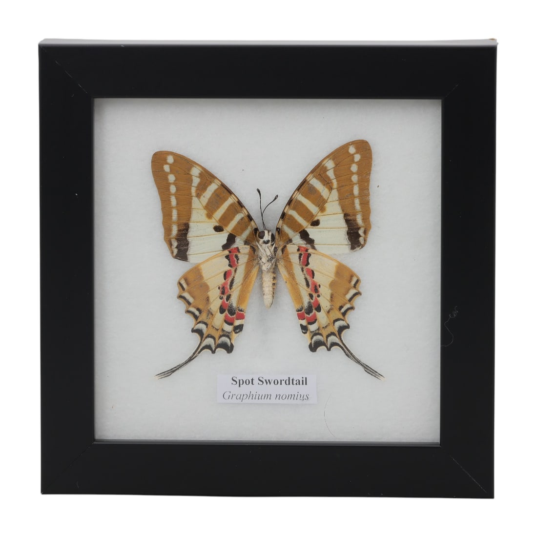 A Framed Mounted Spot Swordtail Butterfly Specimen, 53ZG: The specimen consists of a preserved adult Graphium nomius butterfly, mounted under glass within a black wooden frame. The butterfly exhibits its distinctive wing pattern: the forewings are cream-colo