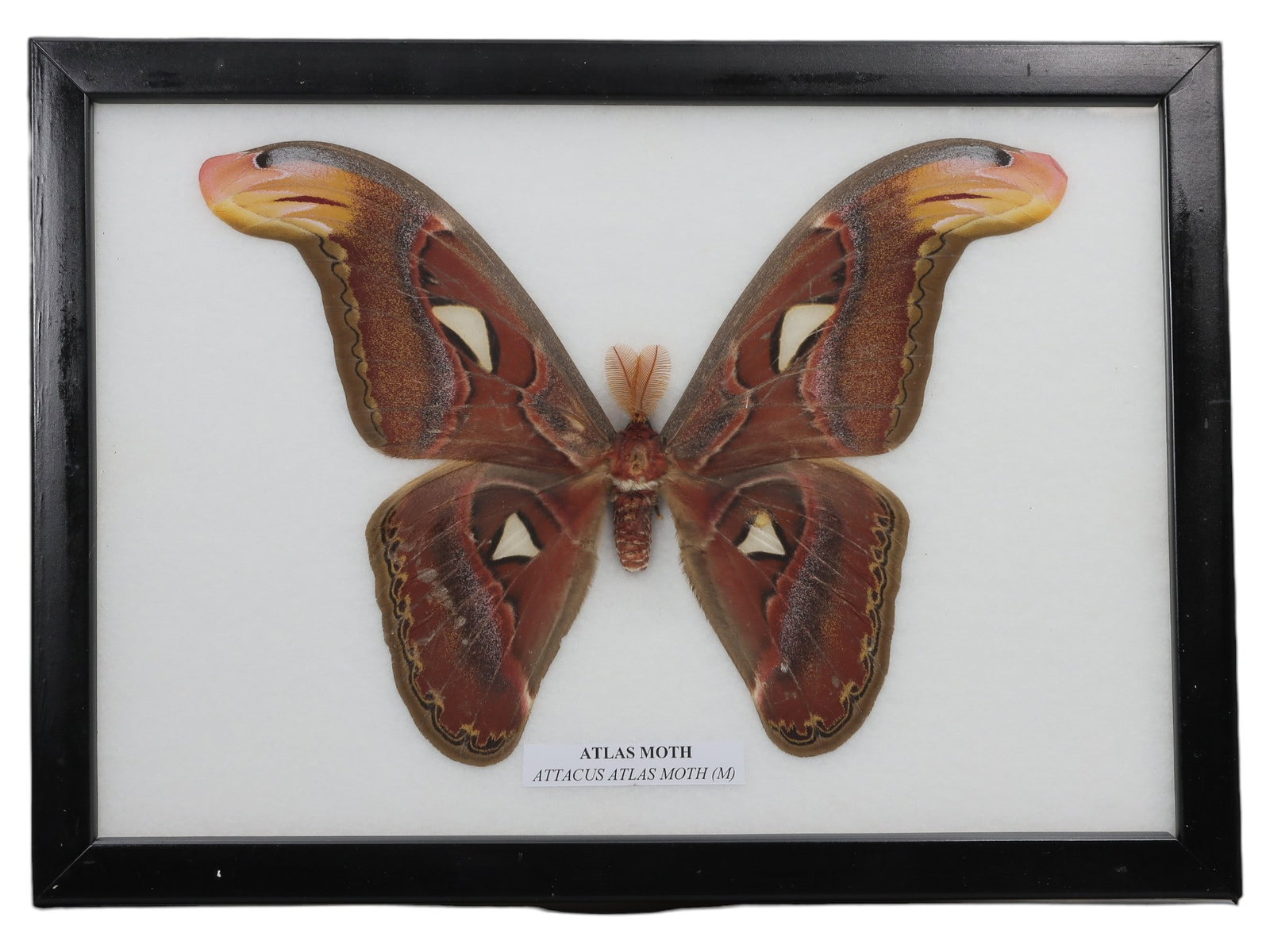 A Framed Mounted Butterfly Atlas Moth Specimen, 43ZG: The specimen consists of a preserved adult male Attacus atlas (Atlas Moth), mounted under glass within a black wooden frame. It displays its characteristic large, rich reddish-brown wings with cream-c
