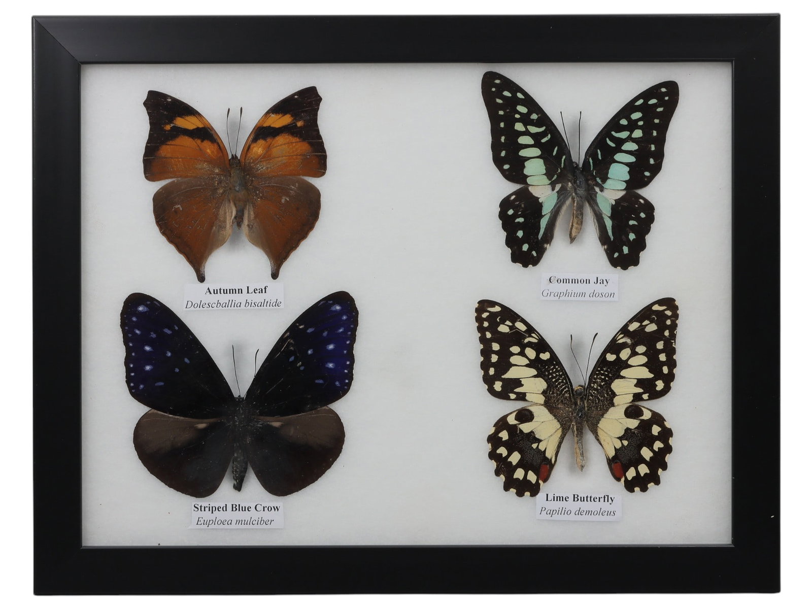 A Framed Quadruple Mounted Butterfly Specimen, 47ZG (1 of 1)