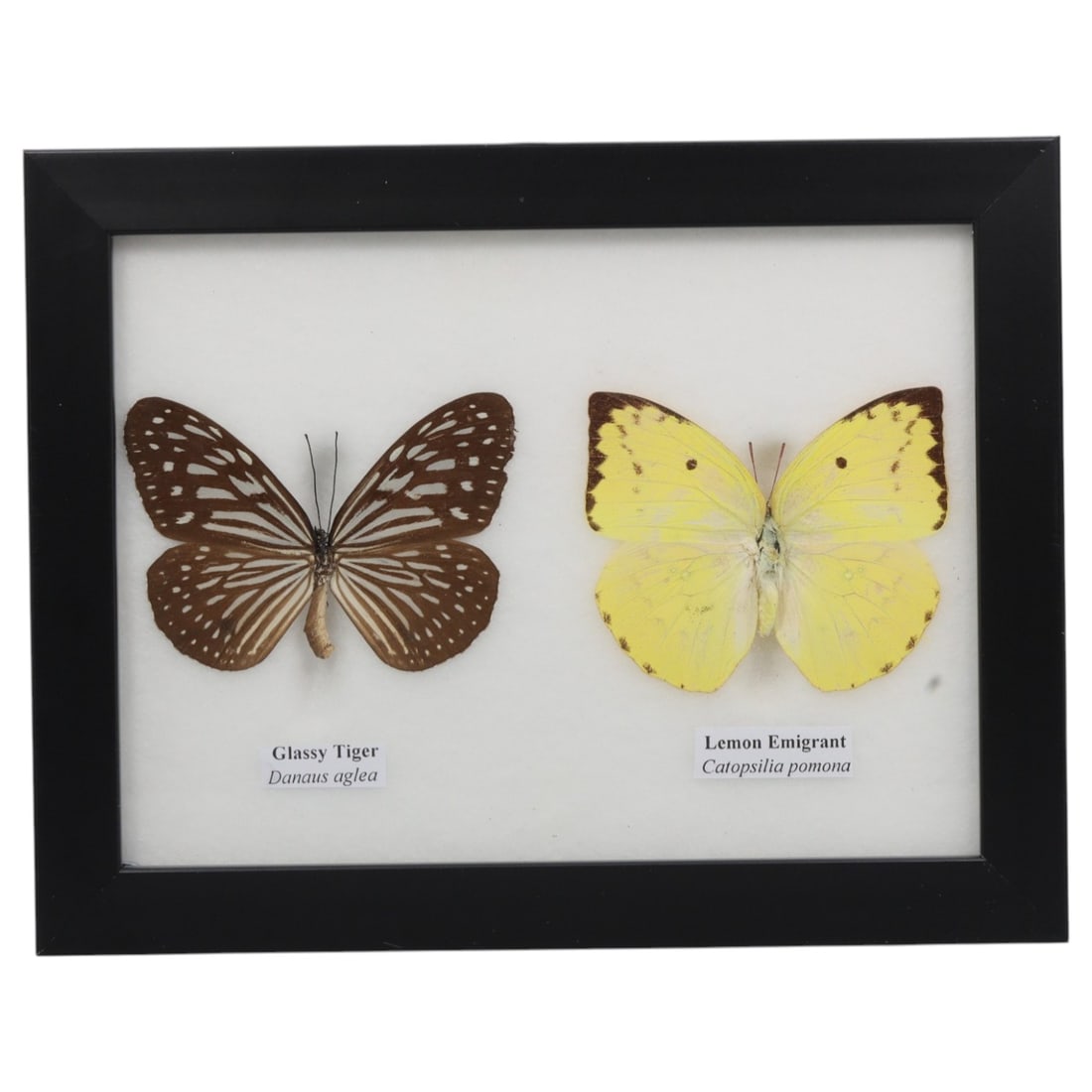 Framed Glassy Tiger & Lemon Emigrant - Dual Specimen Display, 66FV: This framed display features two butterfly specimens, a Glassy Tiger (Danaus aglea) and a Lemon Emigrant (Catopsilia pomona), preserved and mounted side-by-side on a white backing within a black recta
