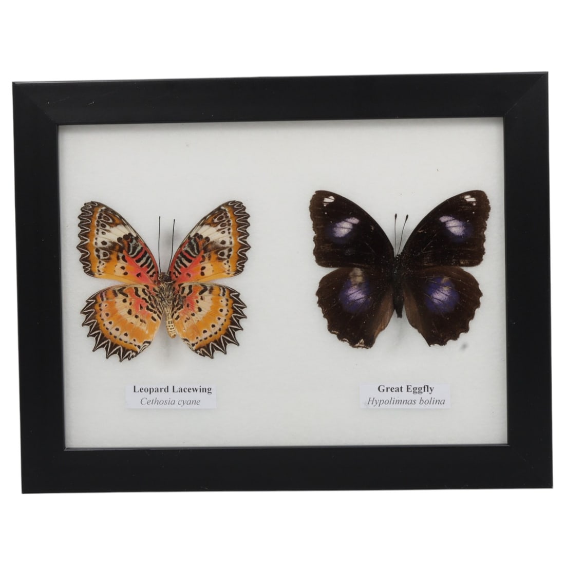 Framed Leopard Lacewing & Great Eggfly - Dual Specimen Display, 65FV (1 of 1)