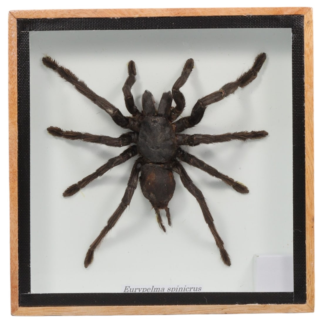 Framed Eurypelma Spinicrus - Tarantula Specimen Display, 57FV: This framed display features a Eurypelma spinicrus tarantula specimen, preserved and mounted on a white backing within a light wooden frame with a black inner border. The spider exhibits a robust, dar
