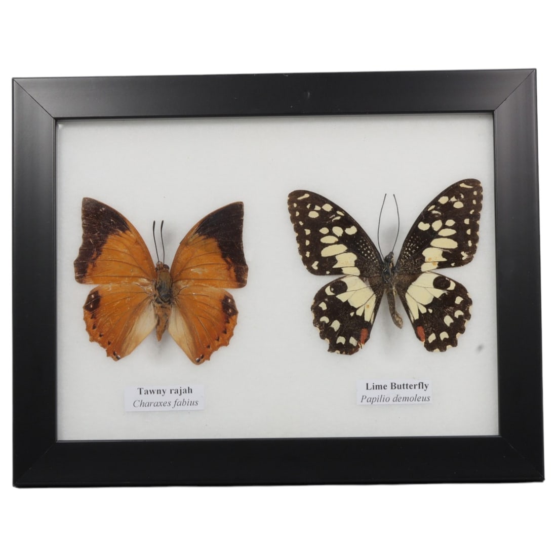 Framed Tawny Rajah & Lime Butterfly - Dual Specimen Display, 67FV (1 of 1)