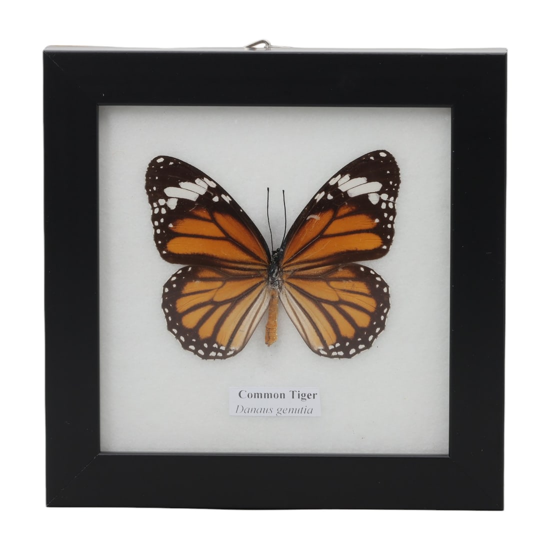A Framed Mounted Common Tiger Butterfly Specimen, 54ZG: The specimen consists of a preserved adult Danaus genutia butterfly, mounted under glass within a black wooden frame. The butterfly displays its characteristic pattern of bright orange wings with dark