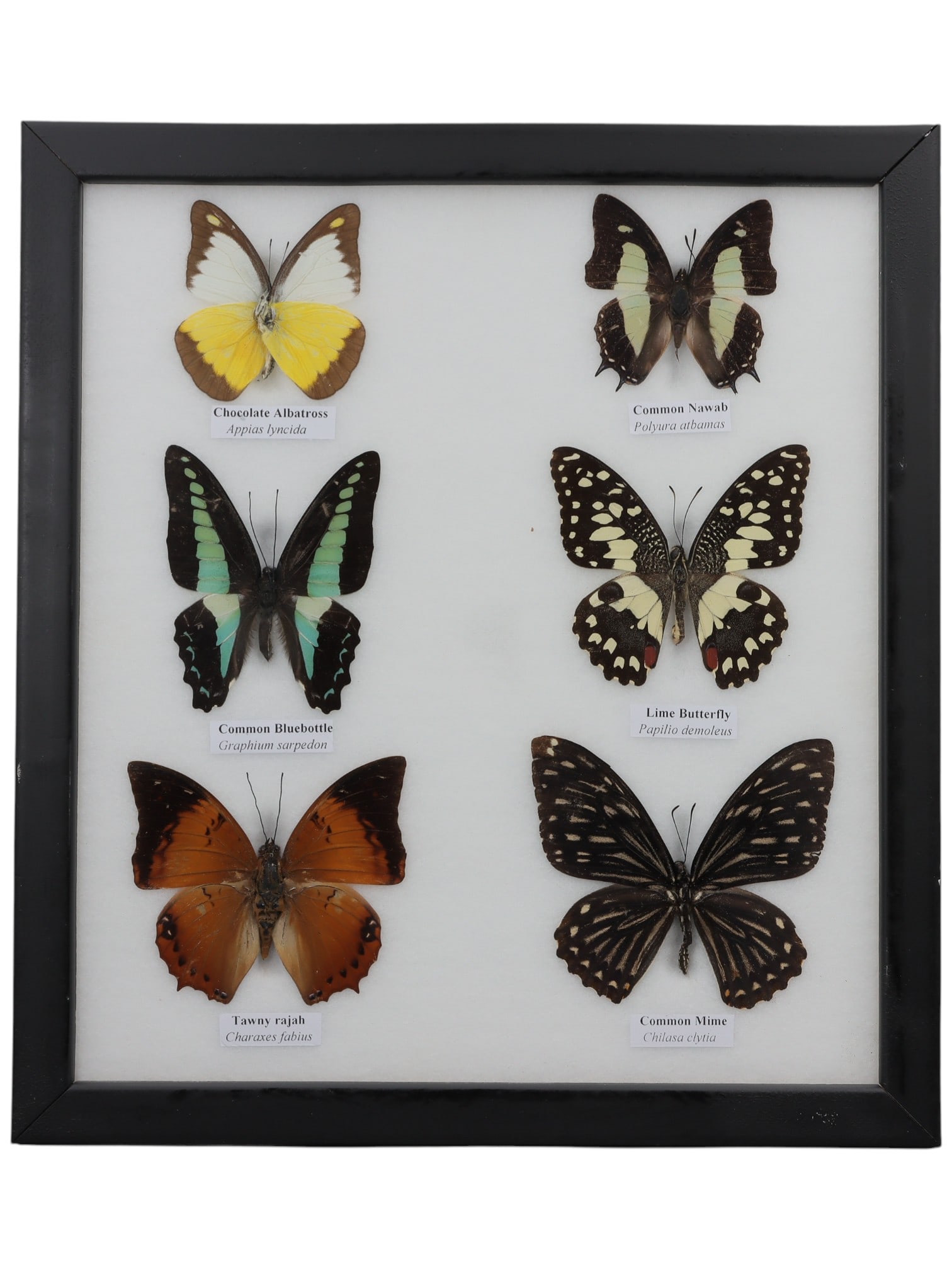 A Framed Hexuple Mounted Butterfly Specimen, 6FL (1 of 1)