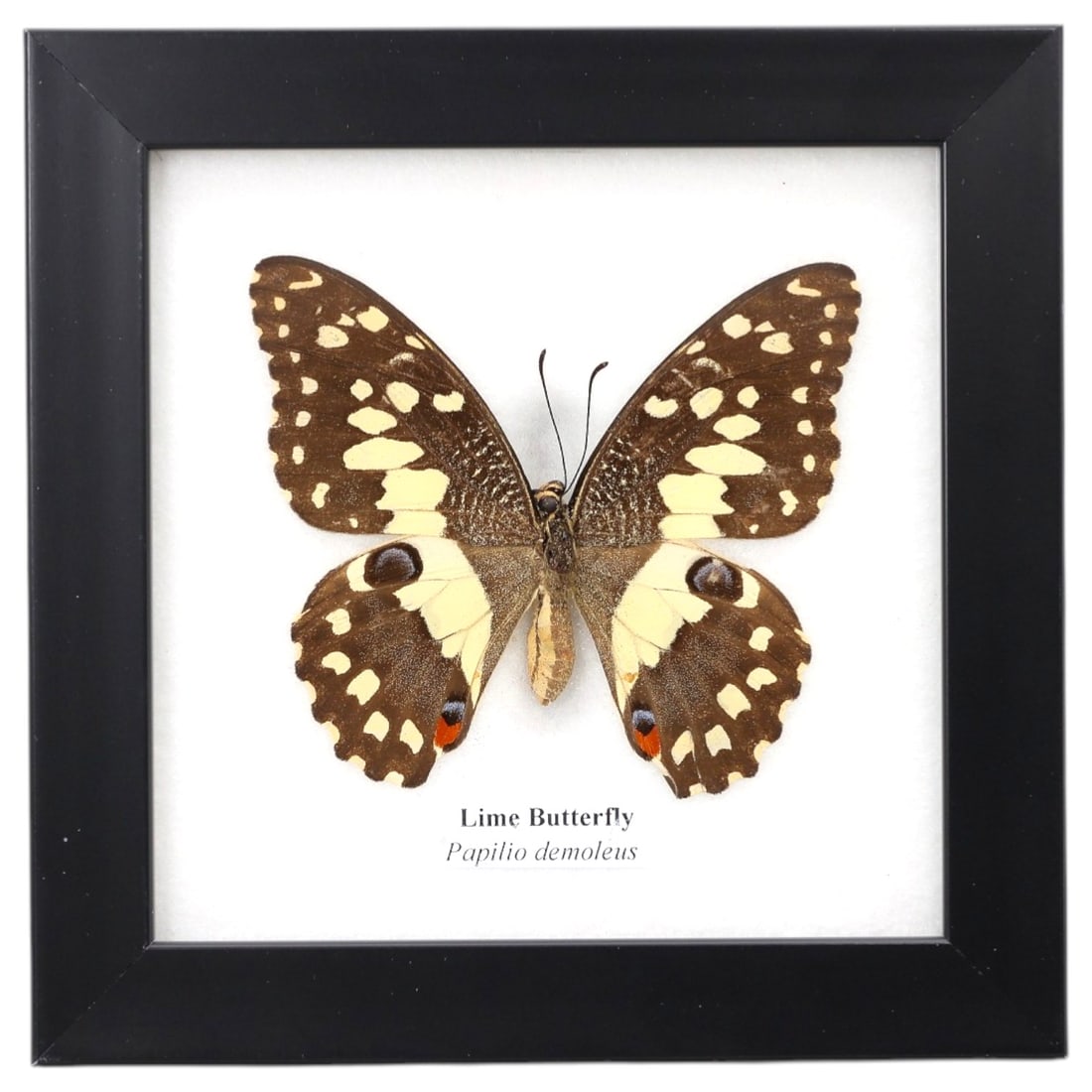 Framed Lime Butterfly - Papilio demoleus Specimen Display, 9ZN: This framed display features a single preserved Lime Butterfly (Papilio demoleus), characterized by its dark brown wings with creamy white patches, distinctive black eye-spots, and small red accents o