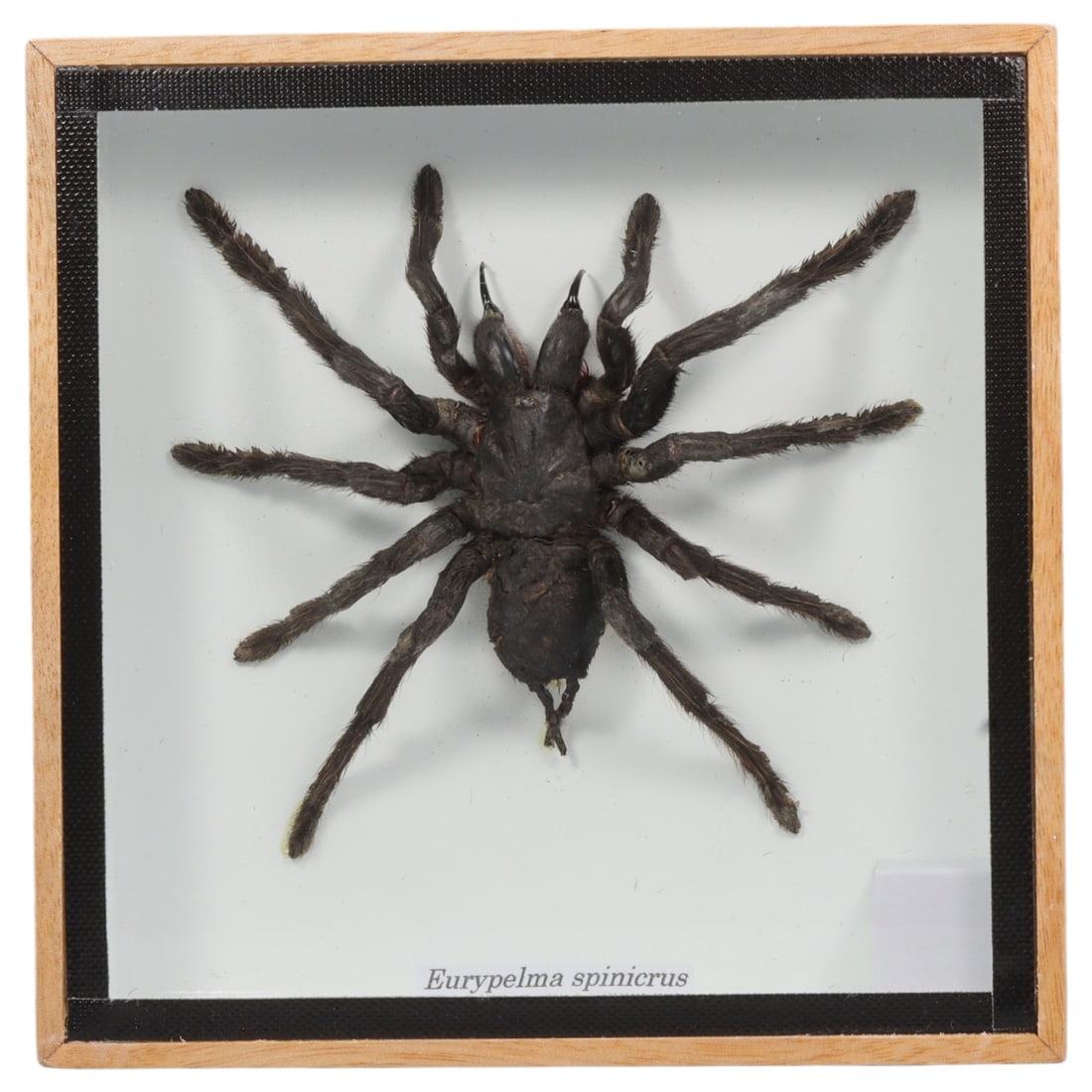 Framed Eurypelma spinicrus - Mexican Redrump Tarantula Specimen Display, 19ZN: This framed display features a single preserved Eurypelma spinicrus (synonymous with Tliltocatl vagans), a large and iconic Mexican Redrump Tarantula. The specimen showcases a robust, velvety black ce