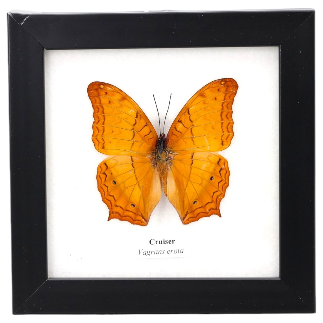 Framed Cruiser - Vagrans erota Specimen Display, 5ZN: This framed display features a single preserved Cruiser (Vagrans erota), characterized by its vibrant orange wings with subtle brown veining, small dark eye-spots, and distinctive scalloped wing edges