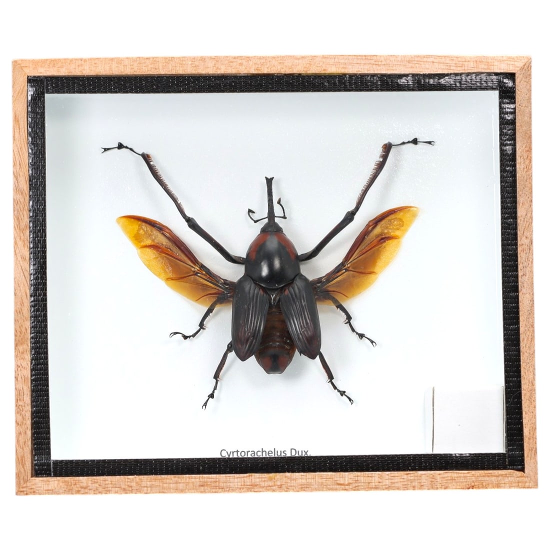 Framed Cyrtorachelus Dux - Giant Weevil Specimen Display, 12ZN: This framed display features a single preserved Cyrtorachelus Dux, a large weevil notable for its robust, glossy black exoskeleton, distinctive elongated rostrum, and striking amber-colored wings. The